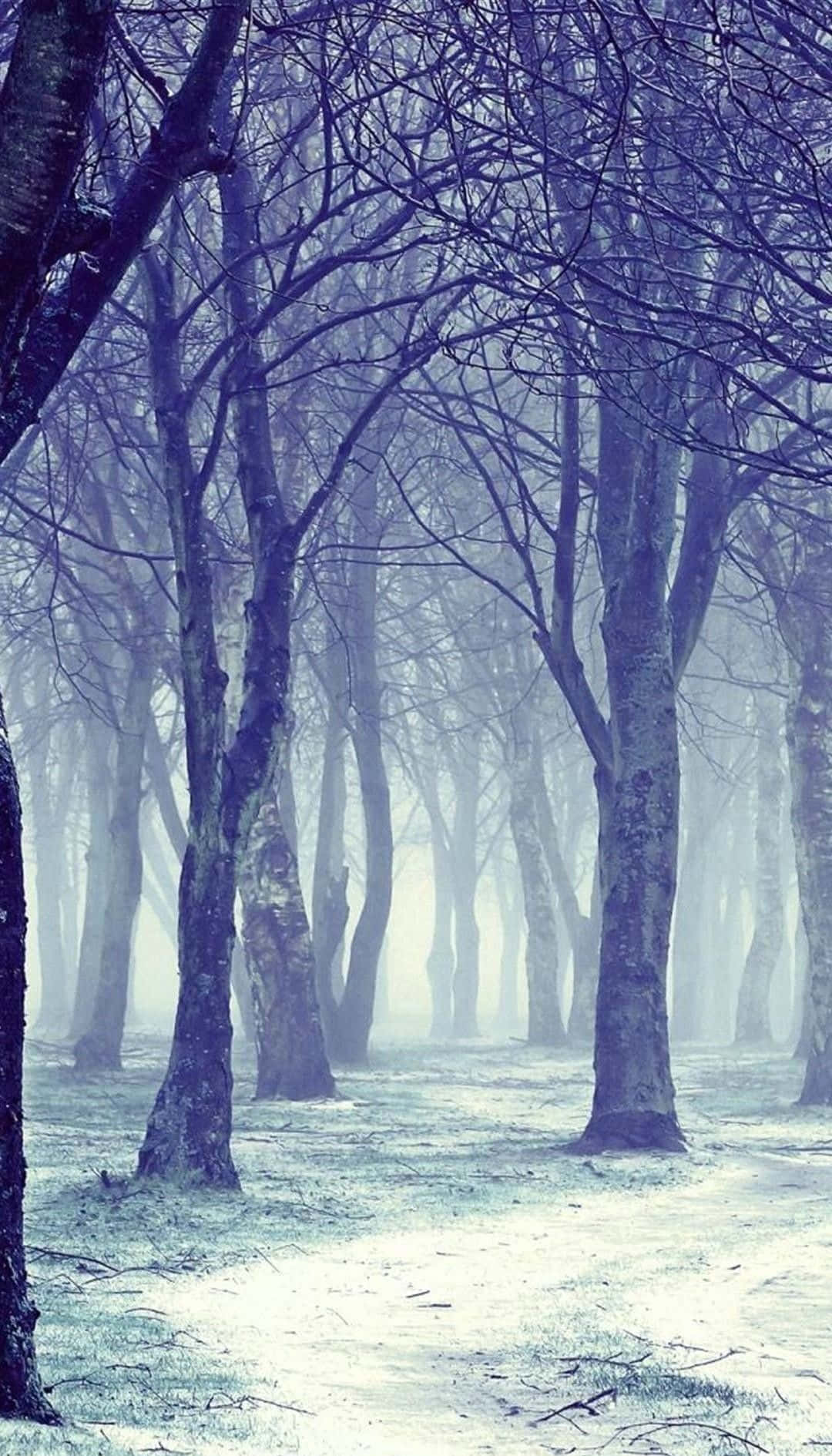 Winter Forest Phone, iPhone 6 Plus, foggy forest, HD Phone Wallpaper