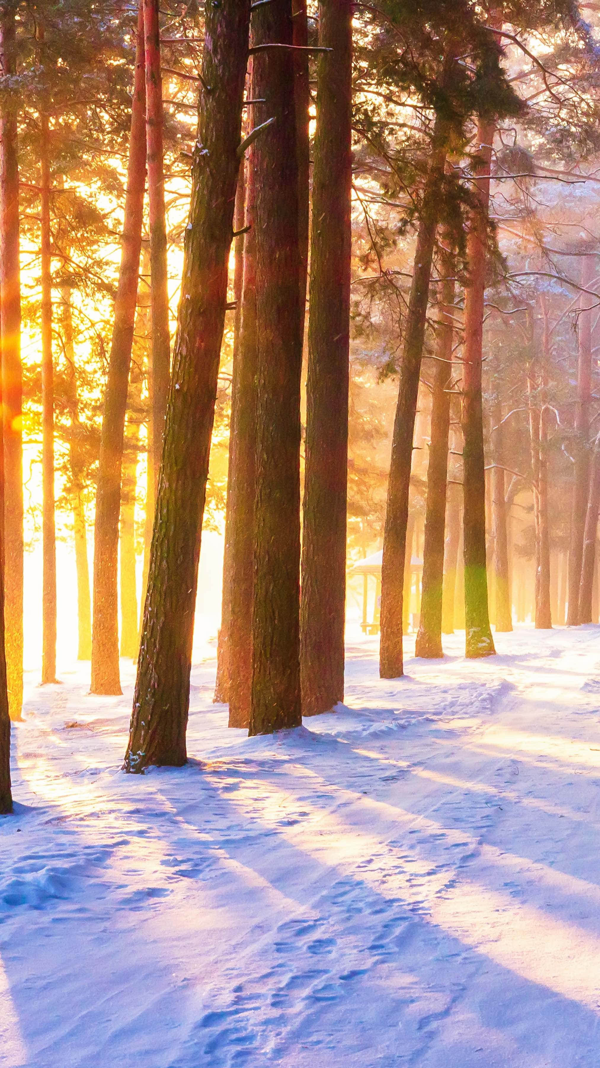 sunlit snowy forest path, golden sunlight, tall pine trees, 2K Phone Wallpaper