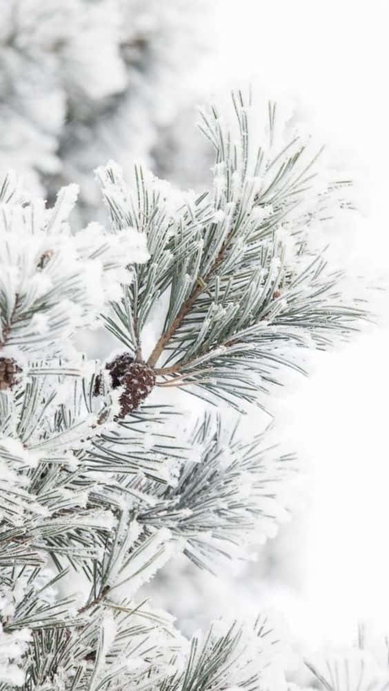 pine tree, snow, frost-covered pine needles, SD Phone Wallpaper