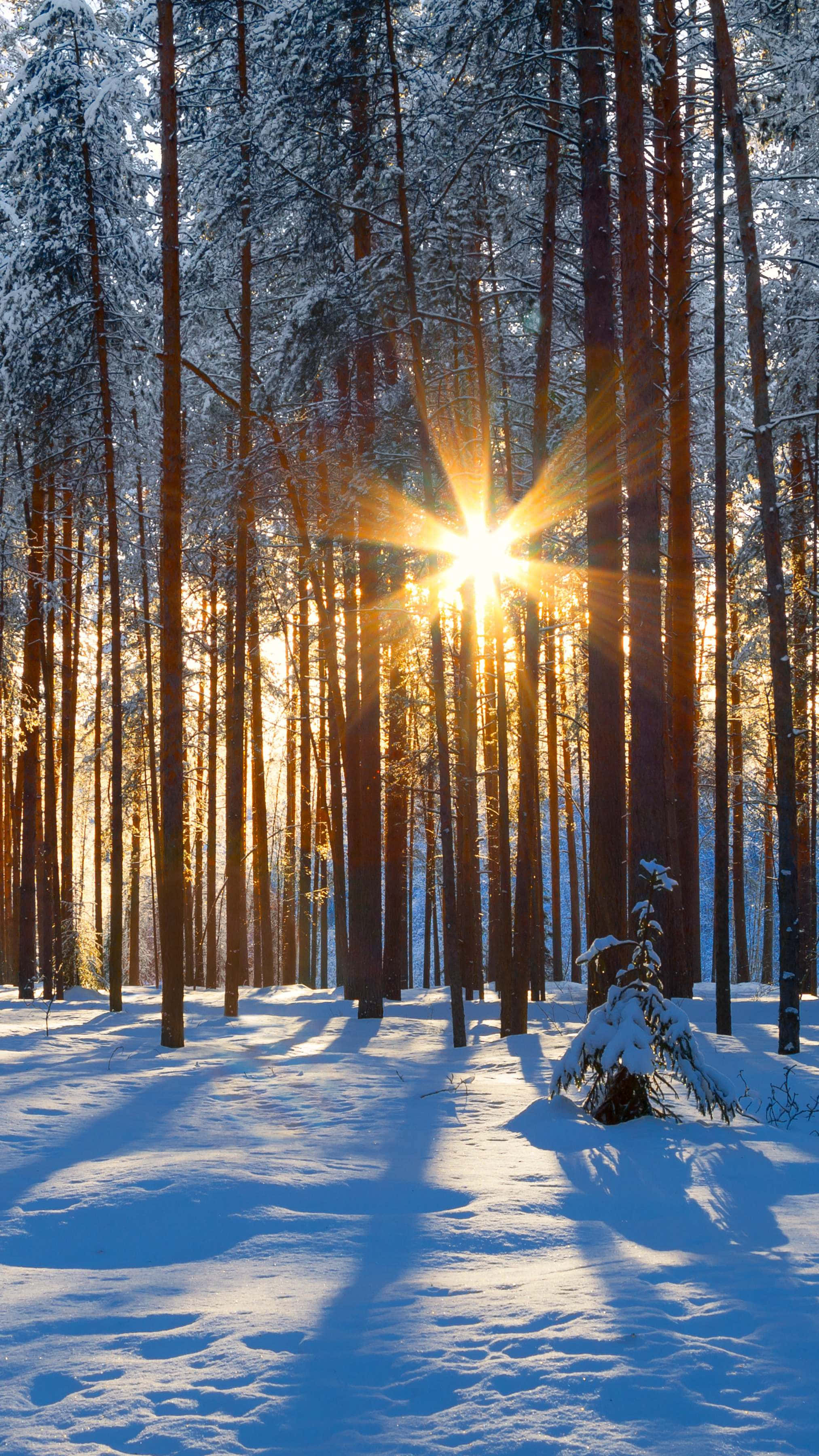 sunrise, snowy forest, snow-dusted pine trees, 2K Phone Wallpaper