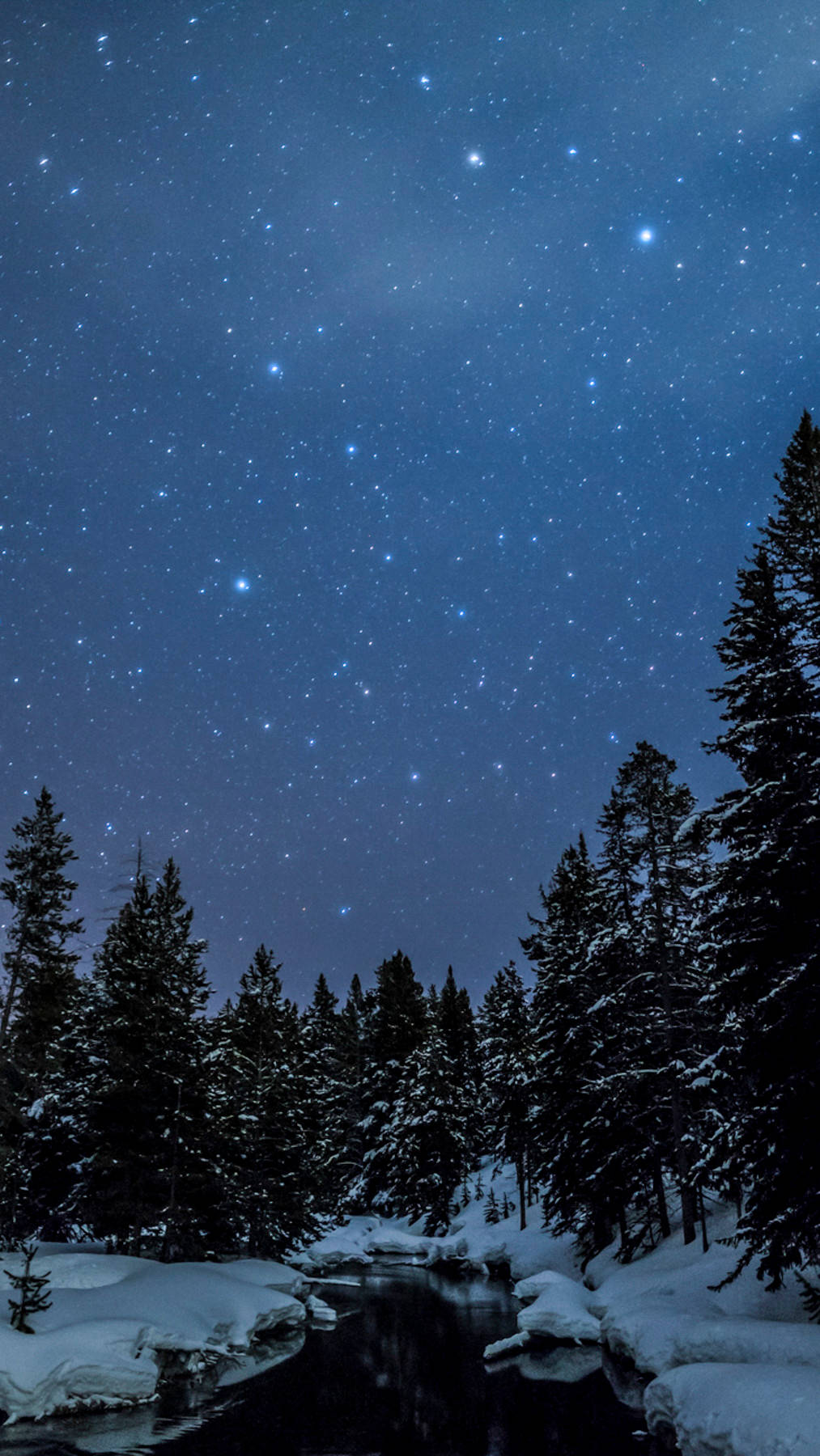 Snowy Forest, starry night sky, snow covered forest, HD Phone Wallpaper
