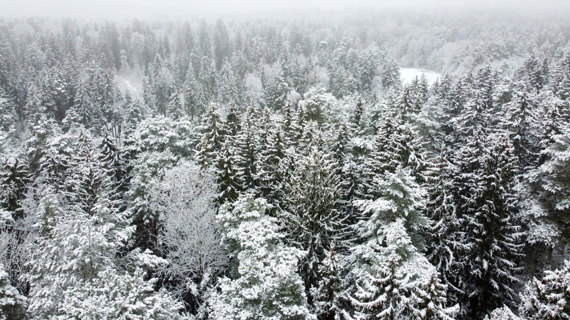 winter forest, aerial view, dense evergreen forest, Full HD Desktop Wallpaper