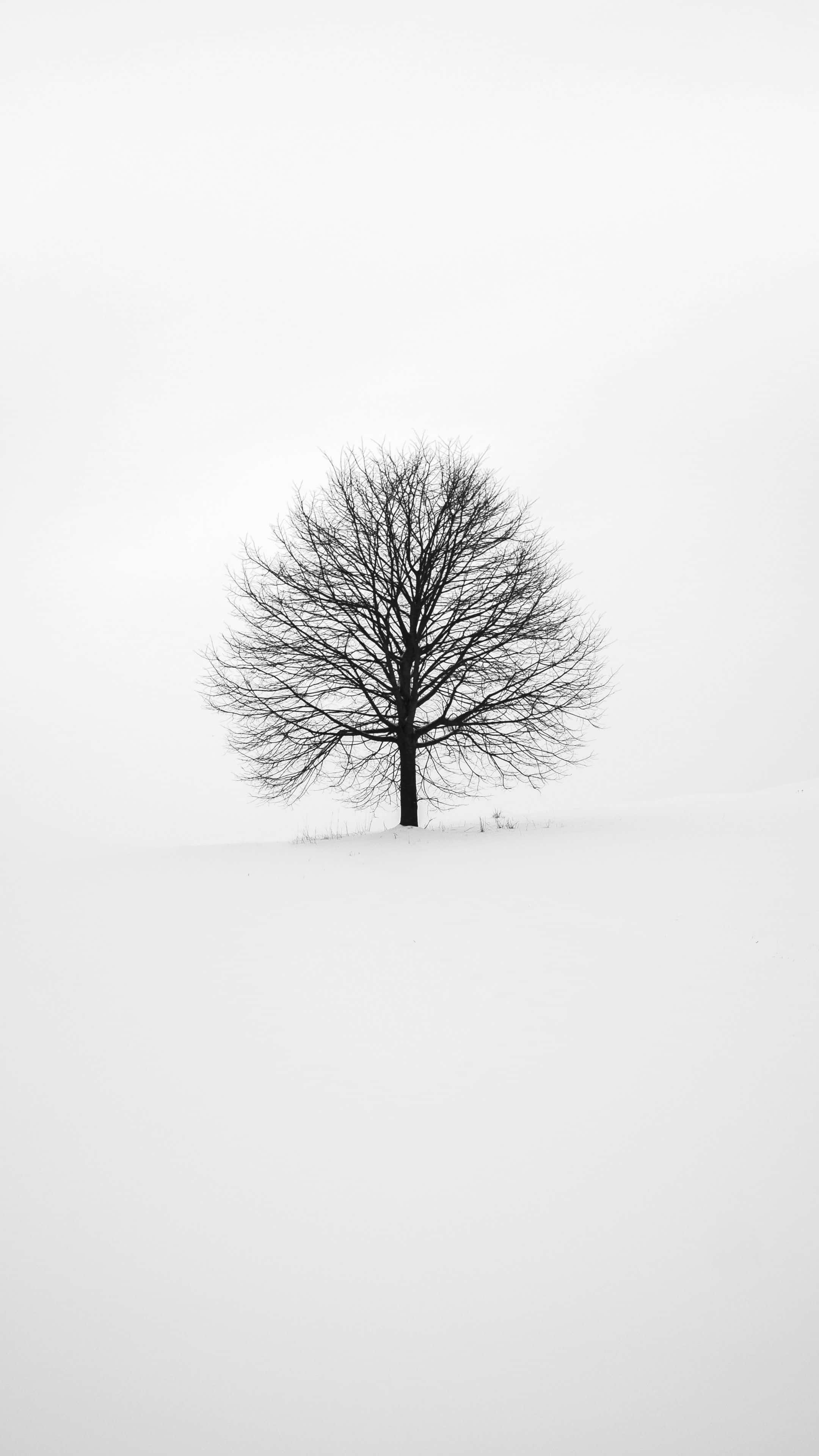 minimalist winter tree, bare tree, snowy field, 4K Phone Wallpaper