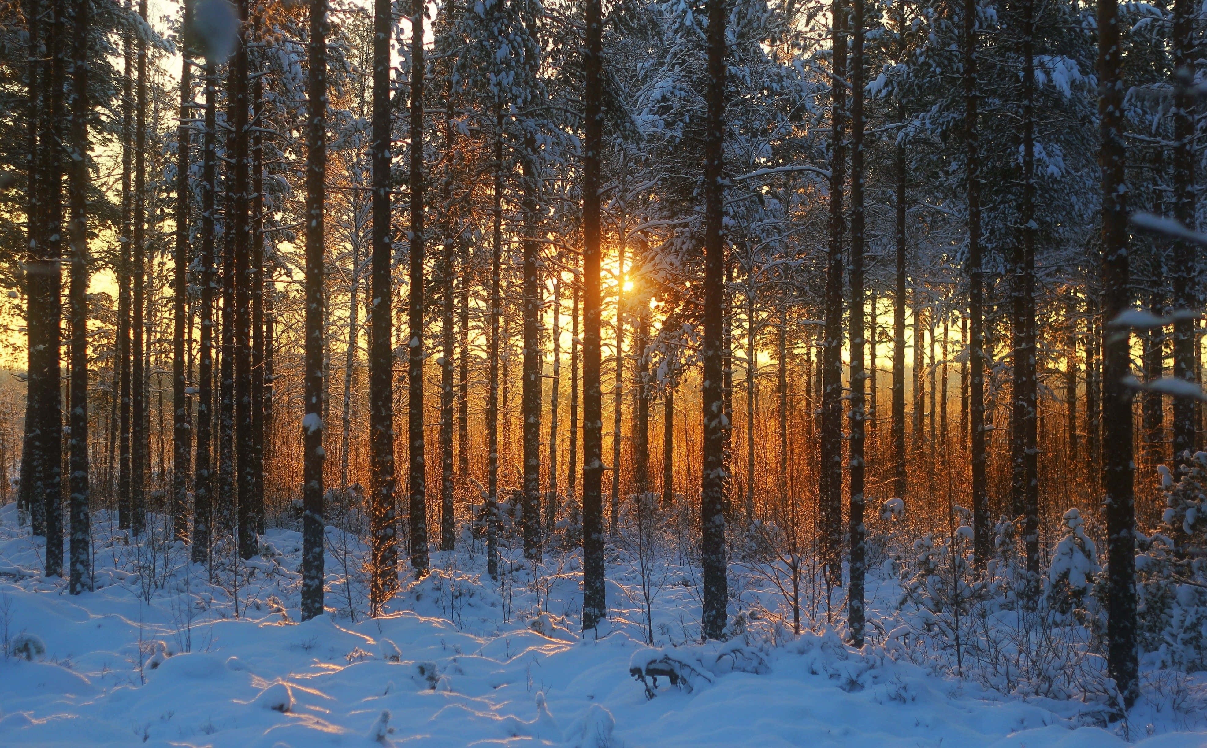 Winter Forest, golden sunrise, snow-dusted pine trees, 4K Desktop Wallpaper