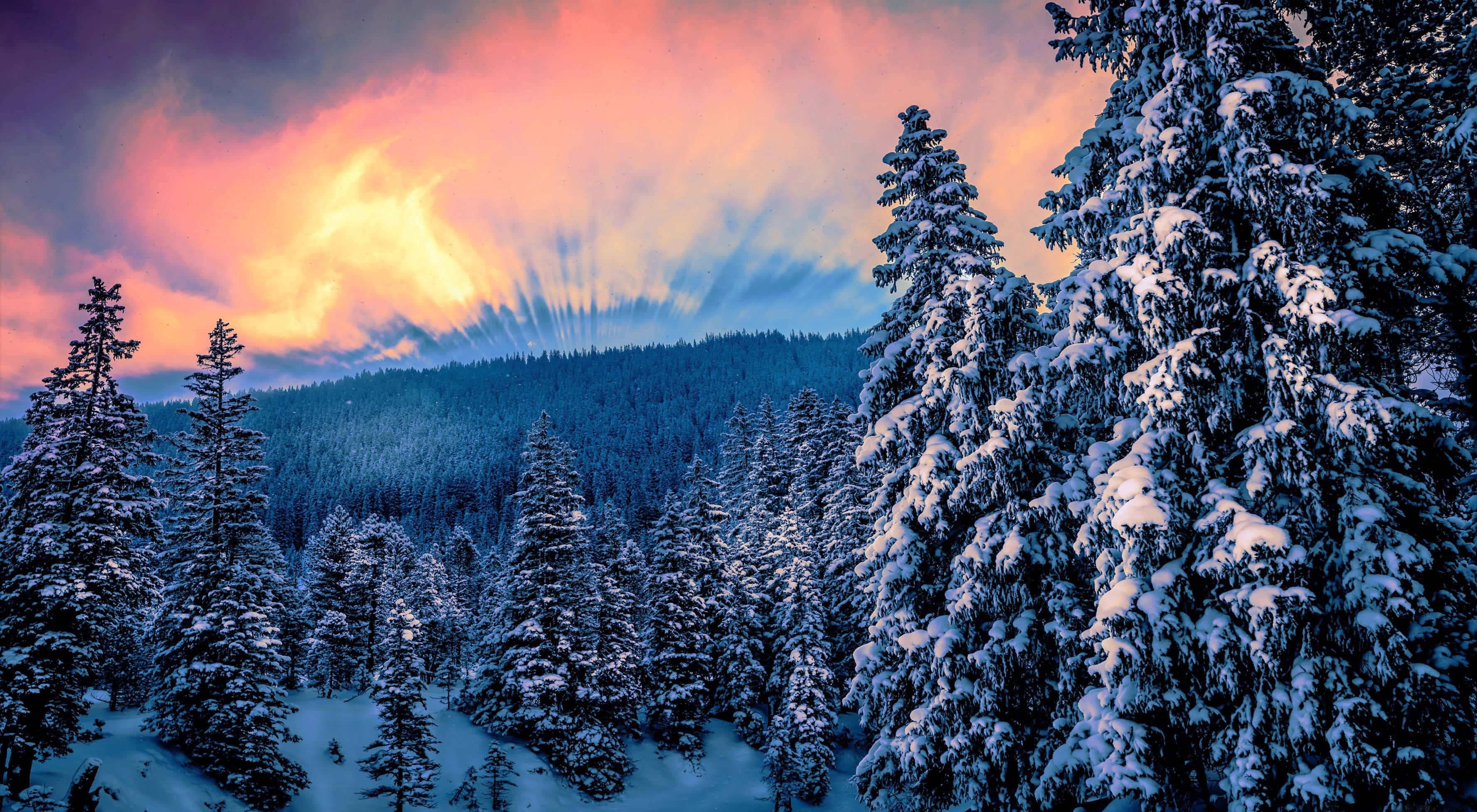 Winter Forest, snow-covered pine trees, vibrant sunset sky, 2K Desktop Wallpaper