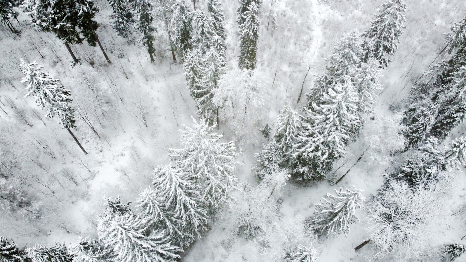 winter forest, snow-covered pine trees, serene winter forest floor, Full HD Desktop Wallpaper
