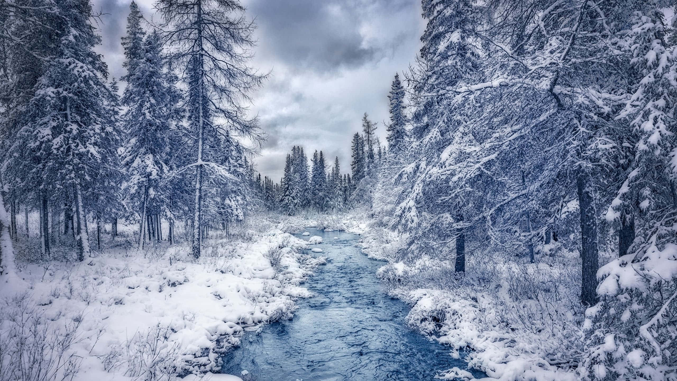 winter forest, blue river, snowy forest, 2K Desktop Wallpaper