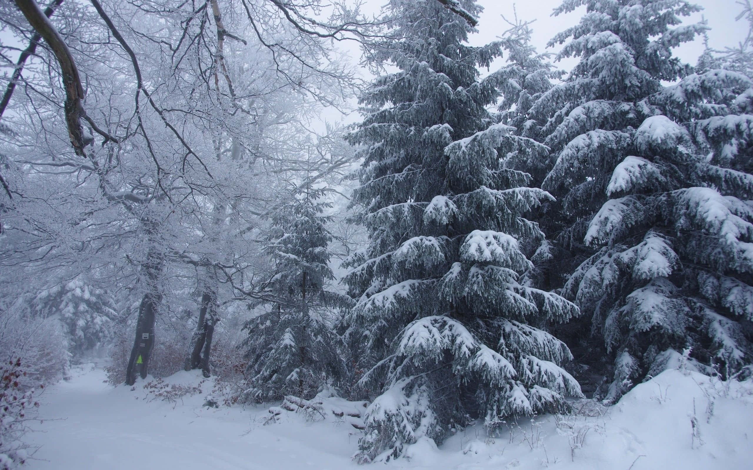 Winter Forest, snow, evergreen trees, 2K Desktop Wallpaper