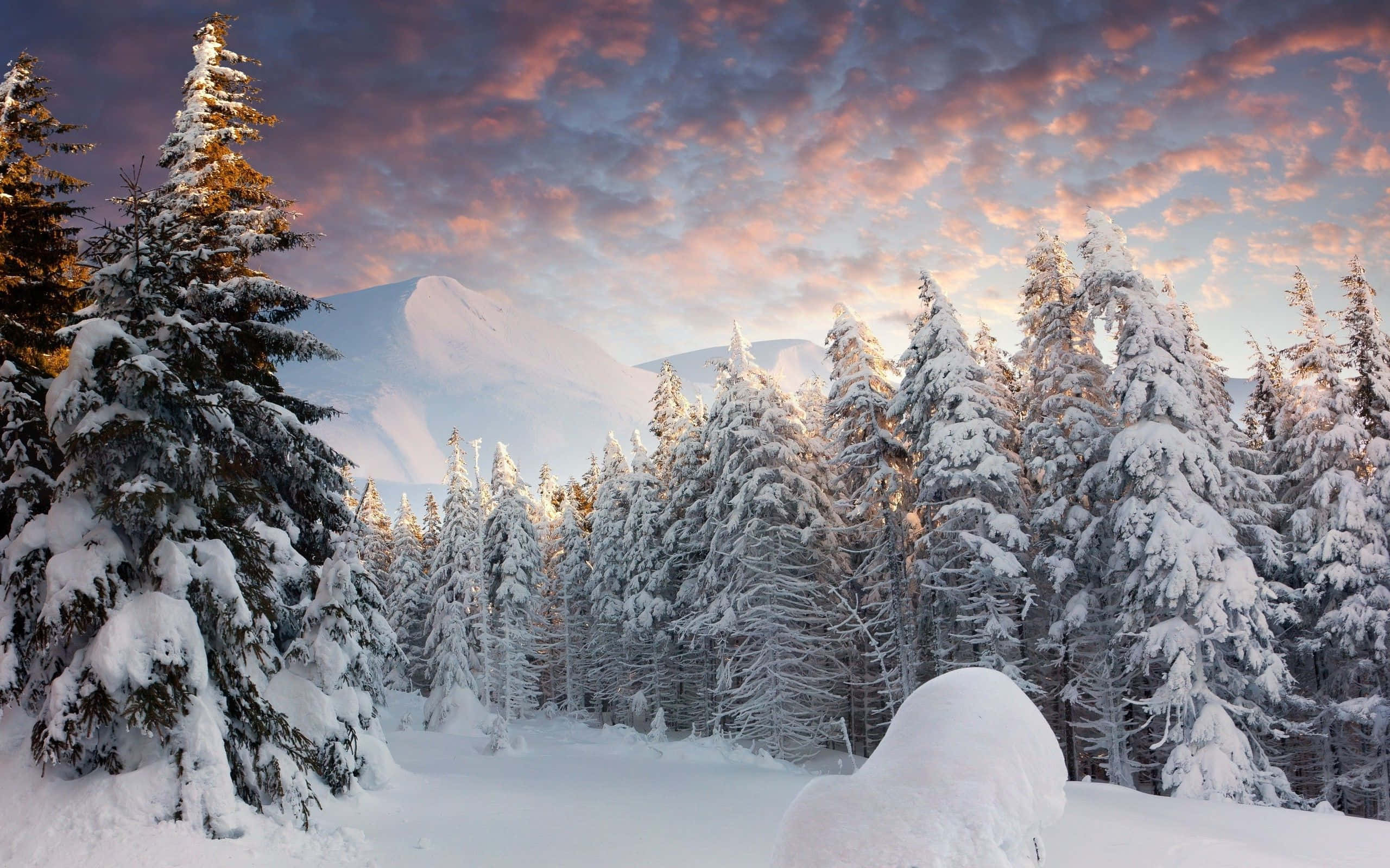 Winter Forest, pine trees, snowy mountains, 2K Desktop Wallpaper
