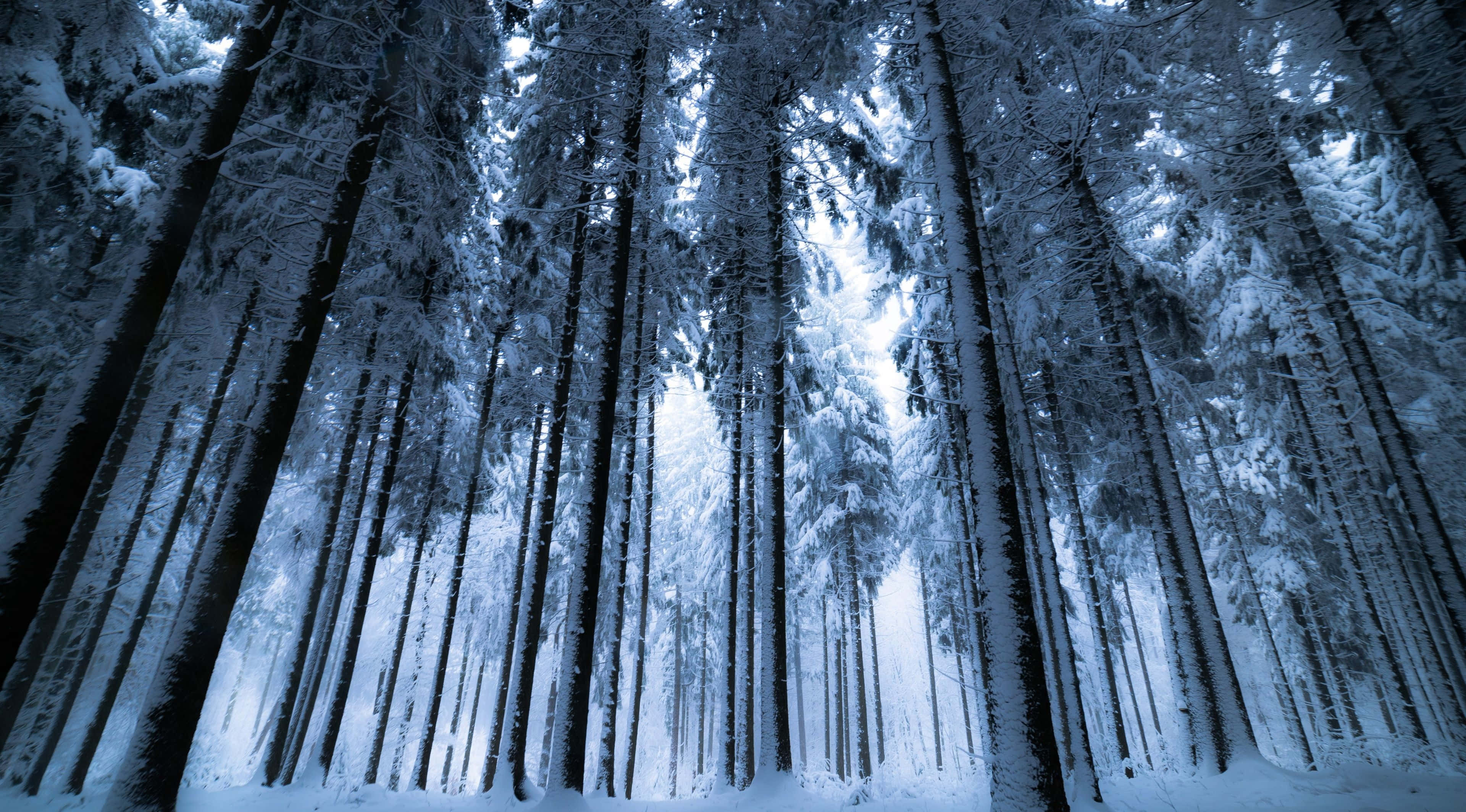 Winter Forest, snow-covered pine trees, serene winter forest, 4K Desktop Wallpaper