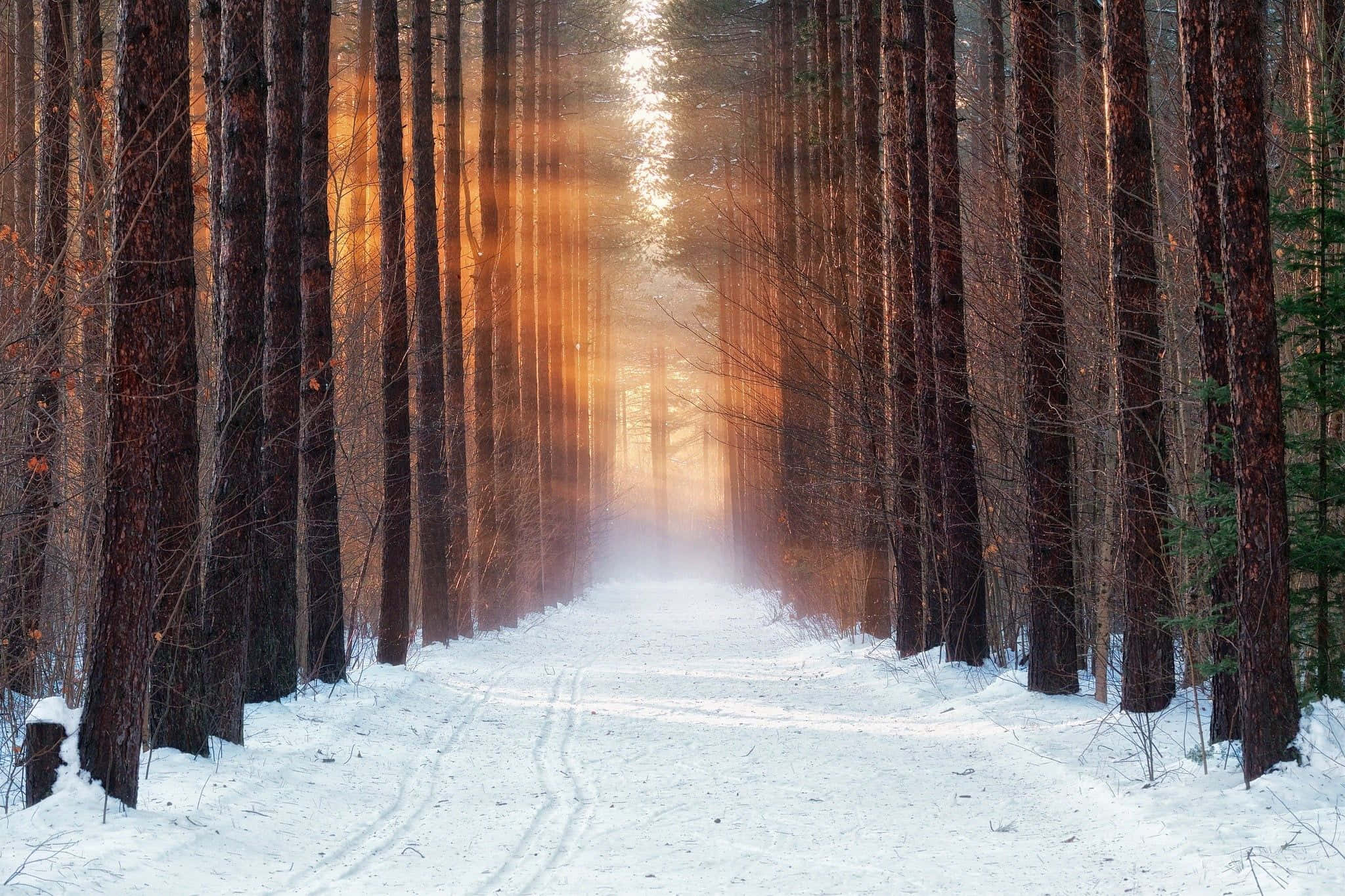 Winter Forest, snowy forest path, tall trees, Full HD Desktop Wallpaper
