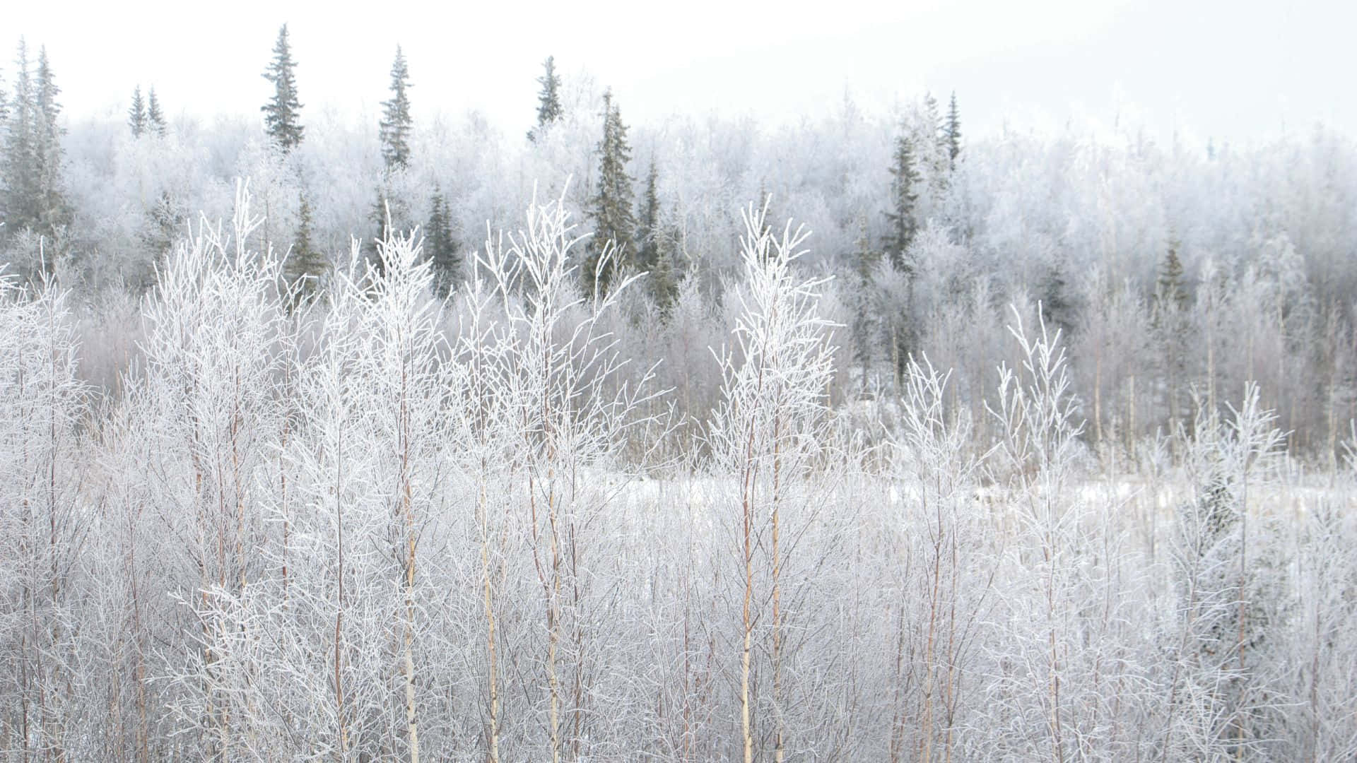 winter forest, snow-covered forest, frost-covered birch trees, Full HD Desktop Wallpaper