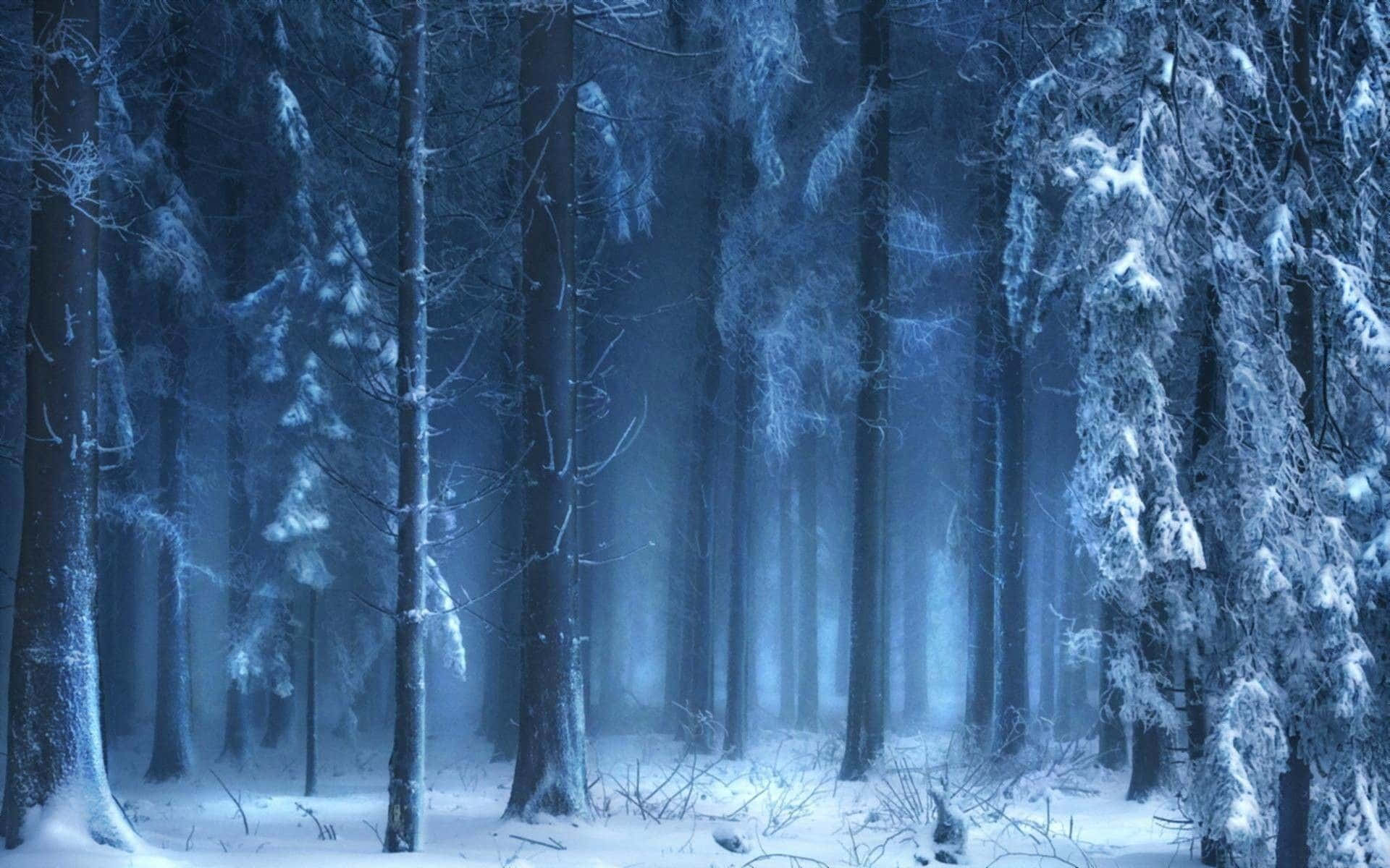 Winter Forest, snow-covered trees, soft blue twilight mist, Full HD Desktop Wallpaper