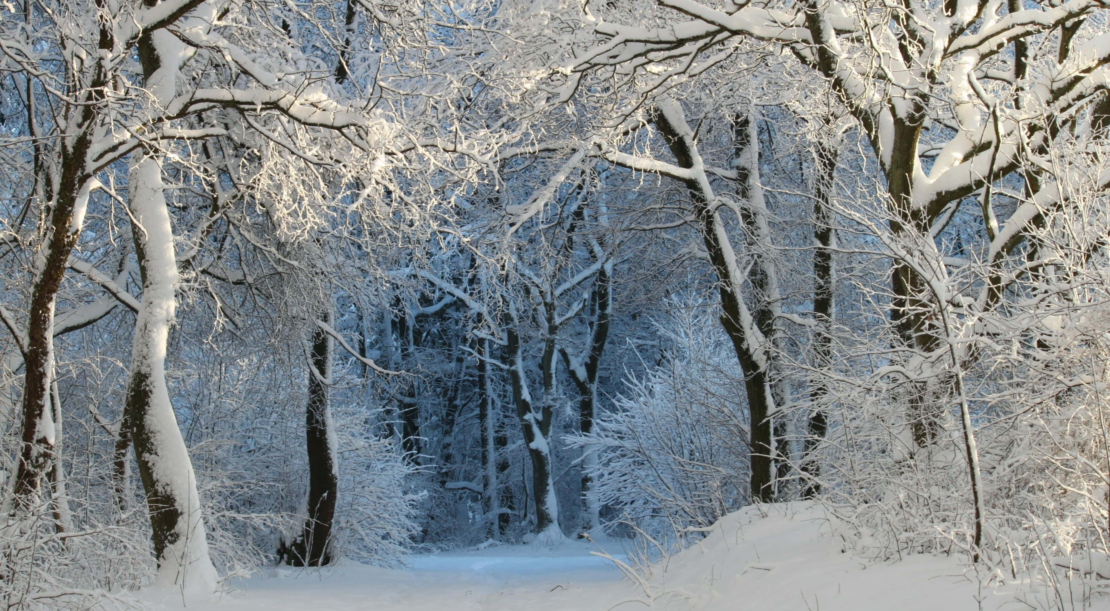 winter forest, snow, frost-covered trees, 4K Desktop Wallpaper