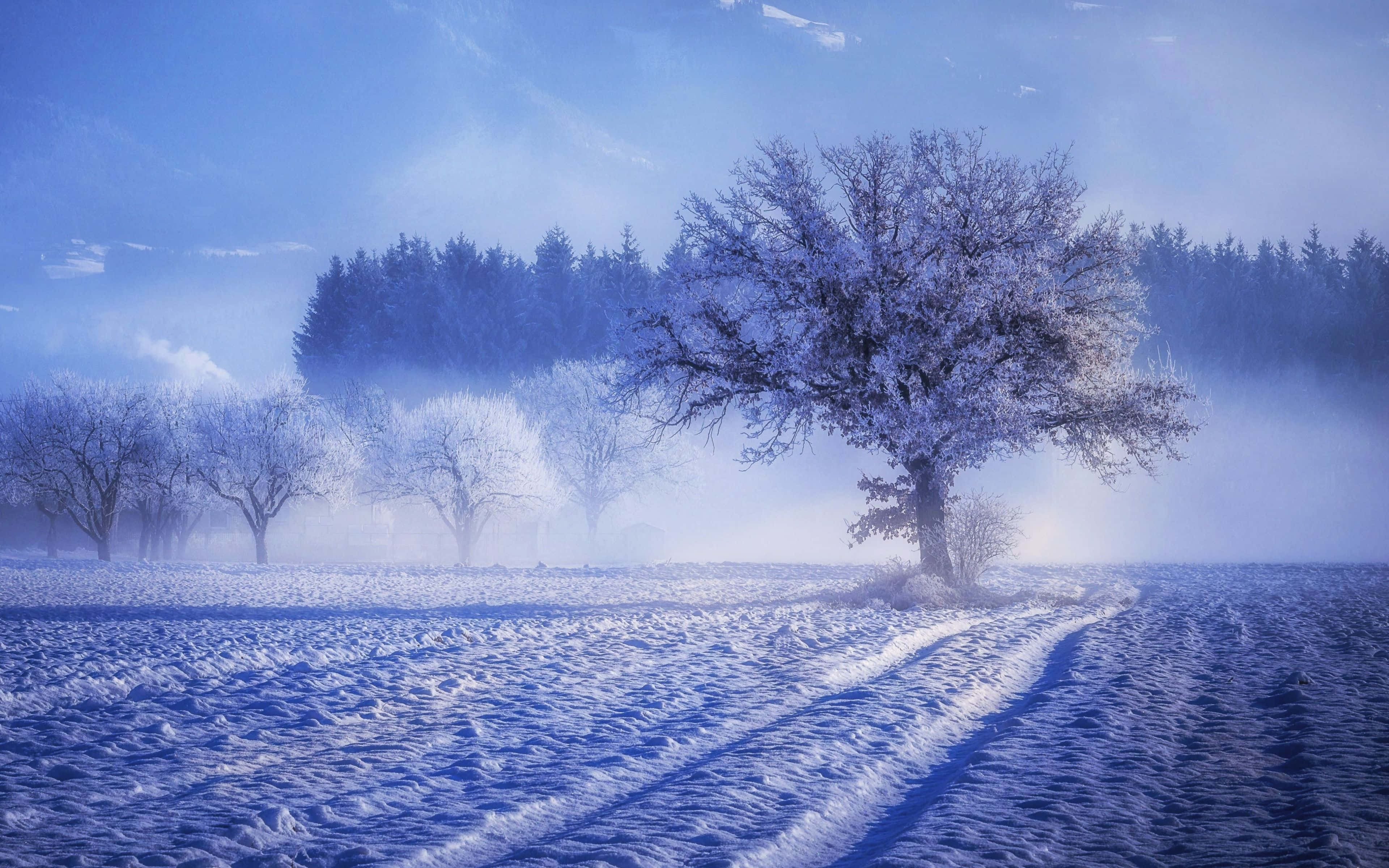 Winter Forest, frost-covered tree, snowy field, 4K Desktop Wallpaper