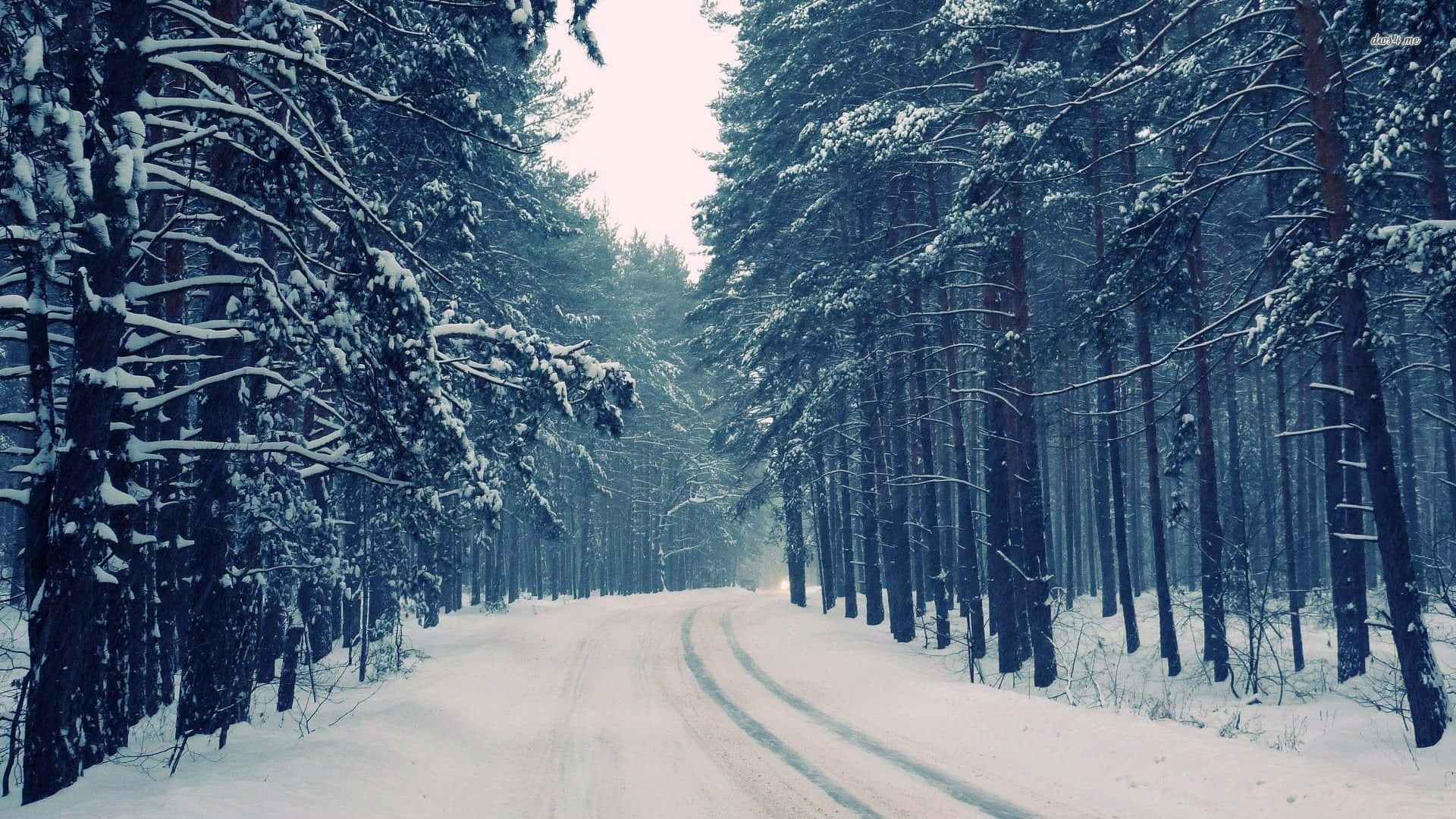 Winter Forest, snow-covered road, dense pine forest, Full HD Desktop Wallpaper