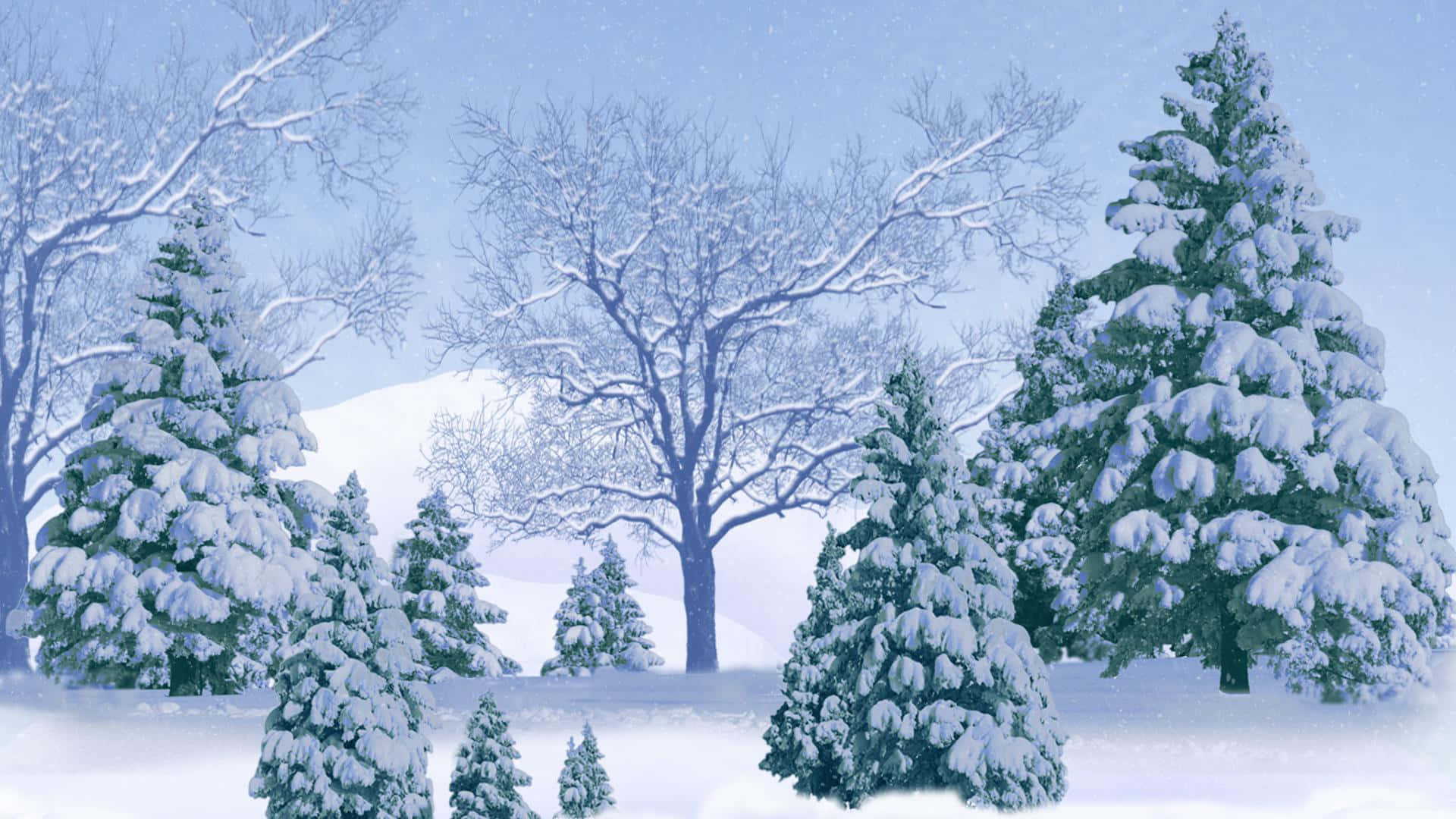 Winter Forest, evergreen trees, bare branches, Full HD Desktop Wallpaper