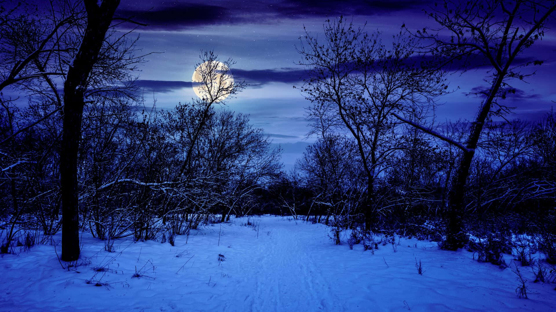 winter forest, full moon, bare trees, Full HD Desktop Wallpaper