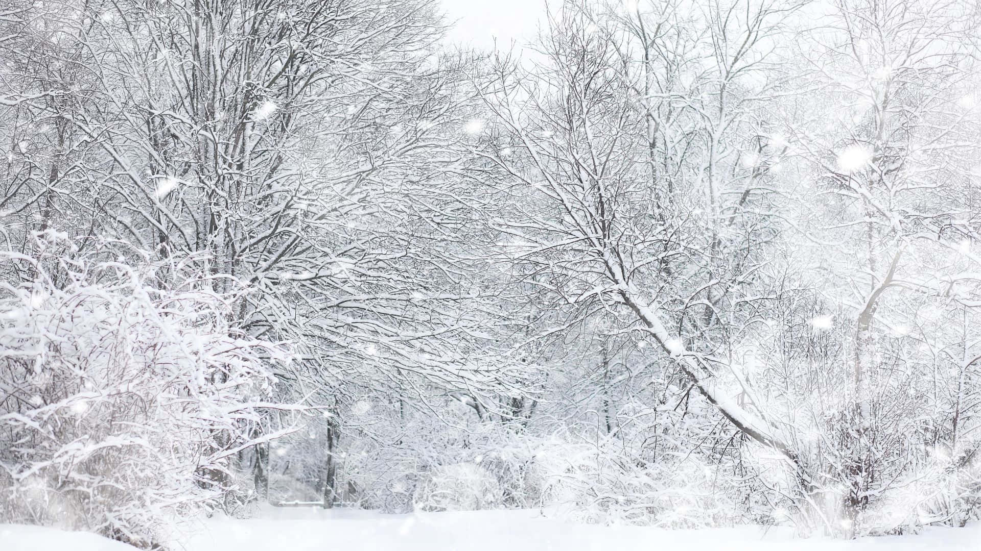 Winter Forest, snow, bare trees, Full HD Desktop Wallpaper