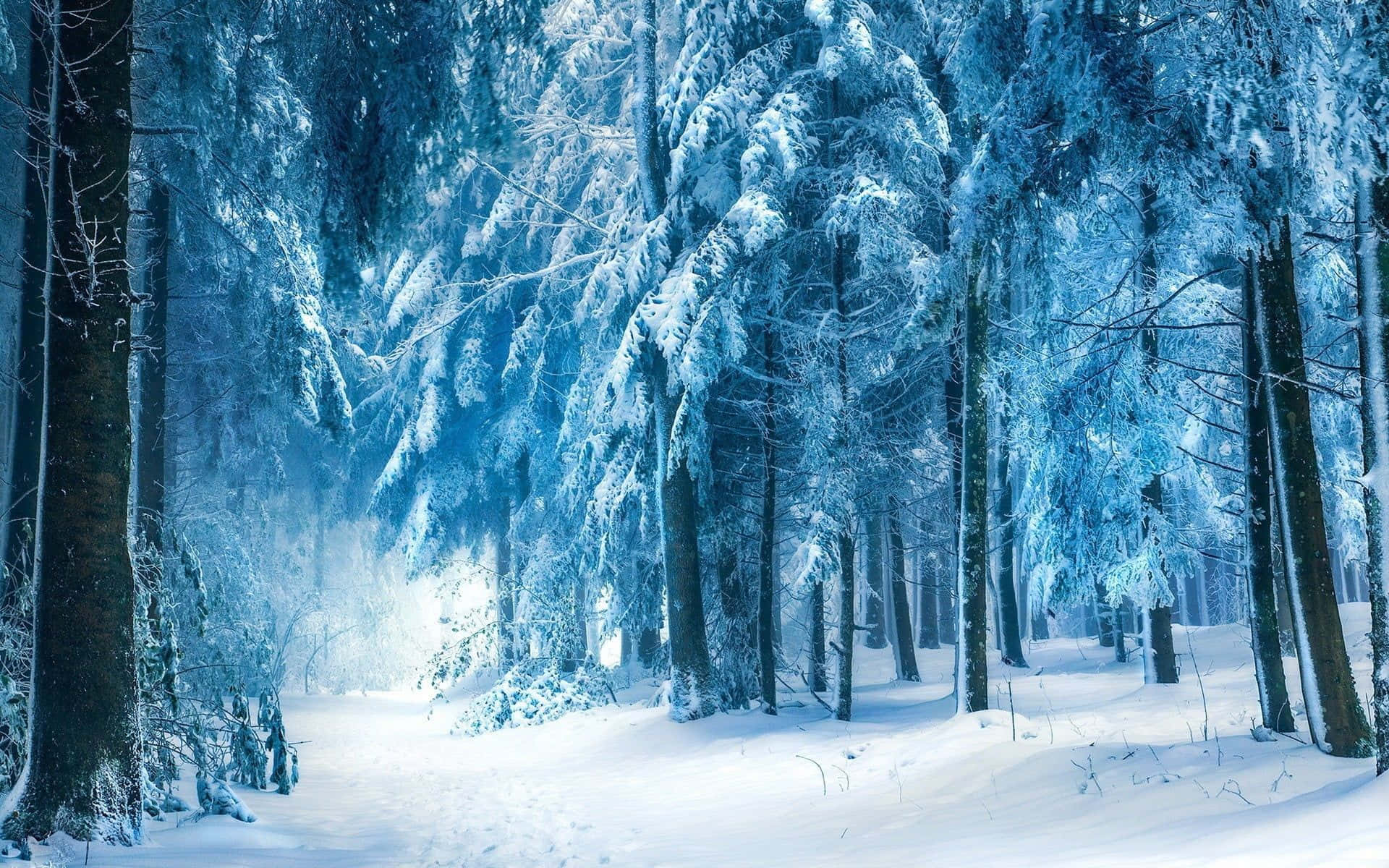 Winter Forest, snowy winter forest, snow-covered evergreen trees, Full HD Desktop Wallpaper