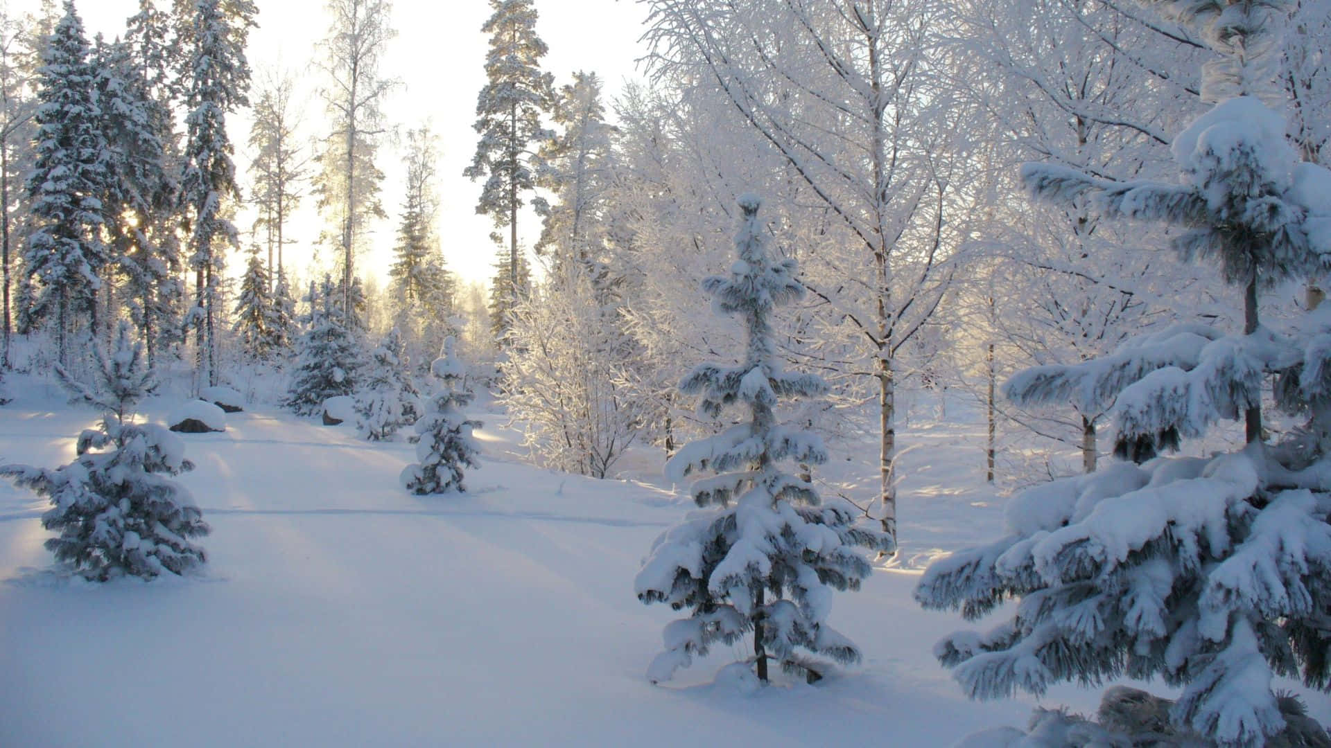 Winter Forest, snow-laden pine trees, birch trees, Full HD Desktop Wallpaper