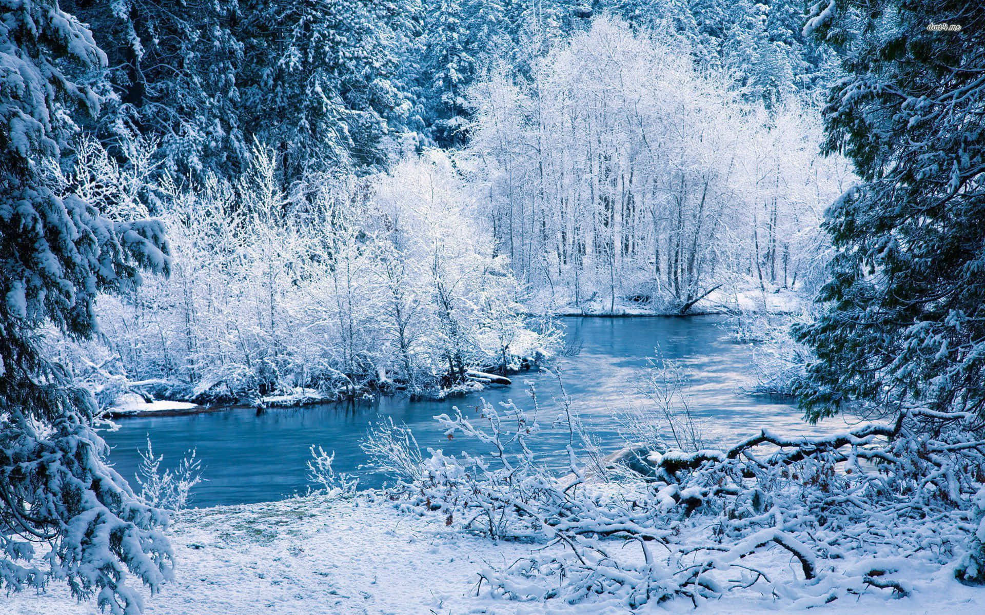 winter forest, winter wonderland, snow-covered trees, Full HD Desktop Wallpaper
