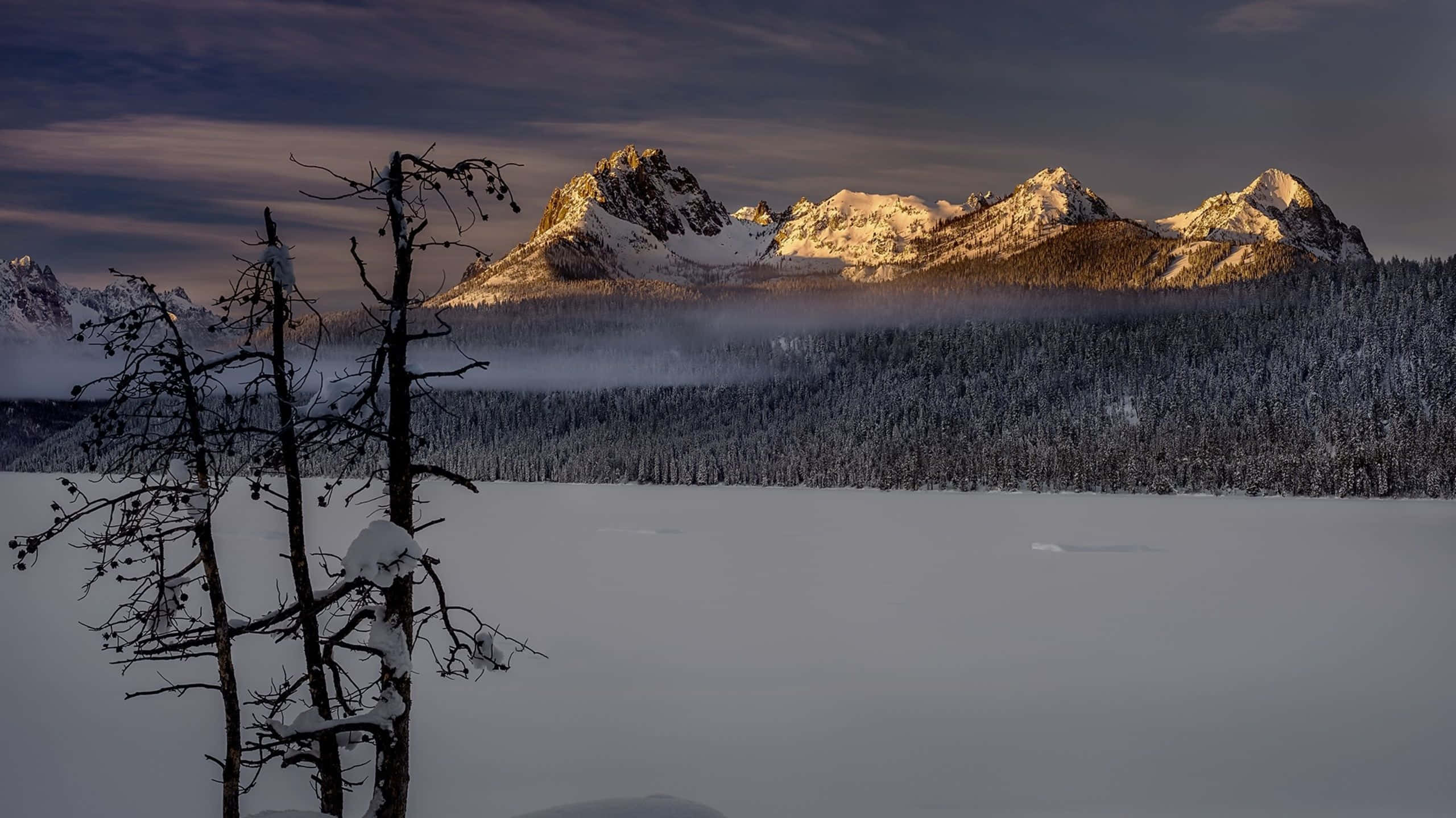 Winter Forest, twilight, snowy mountains, 2K Desktop Wallpaper