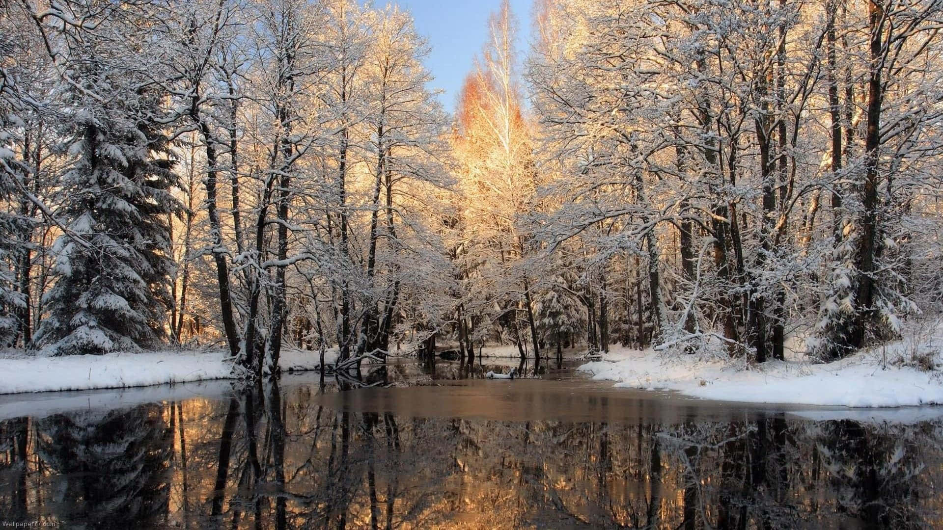 Winter Forest, 1920 x 1080, sunlight, Full HD Desktop Wallpaper