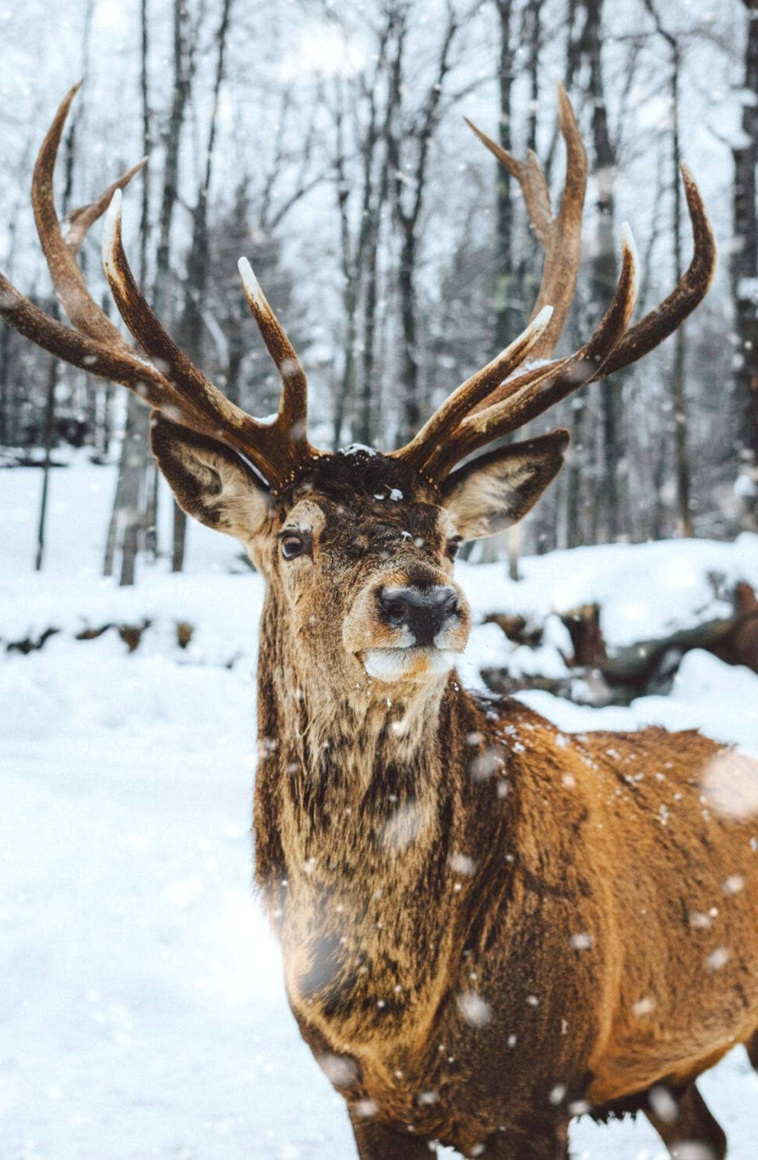 Winter Forest, reindeer, snow-dusted stag, HD Phone Wallpaper