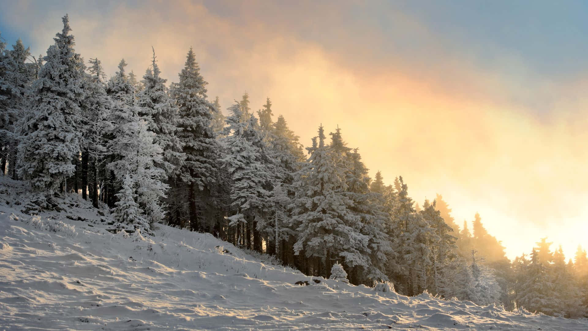 Winter Forest, sunlight, mist, Full HD Desktop Wallpaper