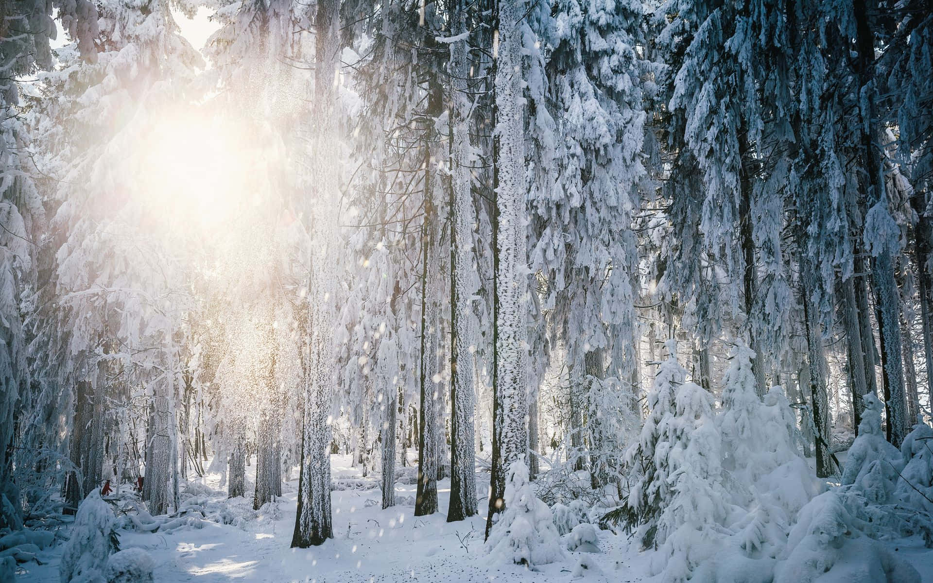 winter forest, sunlight beams, snow-laden evergreen trees, Full HD Desktop Wallpaper