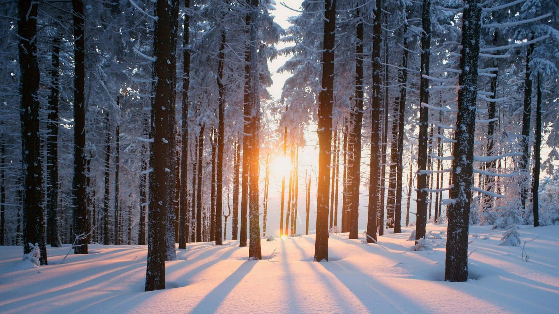 Winter Forest, sunlight, snow-laden pine trees, Full HD Desktop Wallpaper