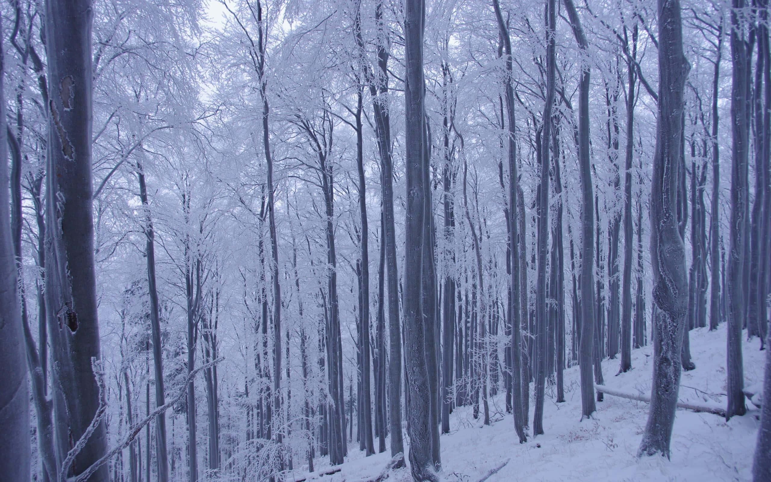 Winter Forest, snowy forest, pale winter sky, 2K Desktop Wallpaper