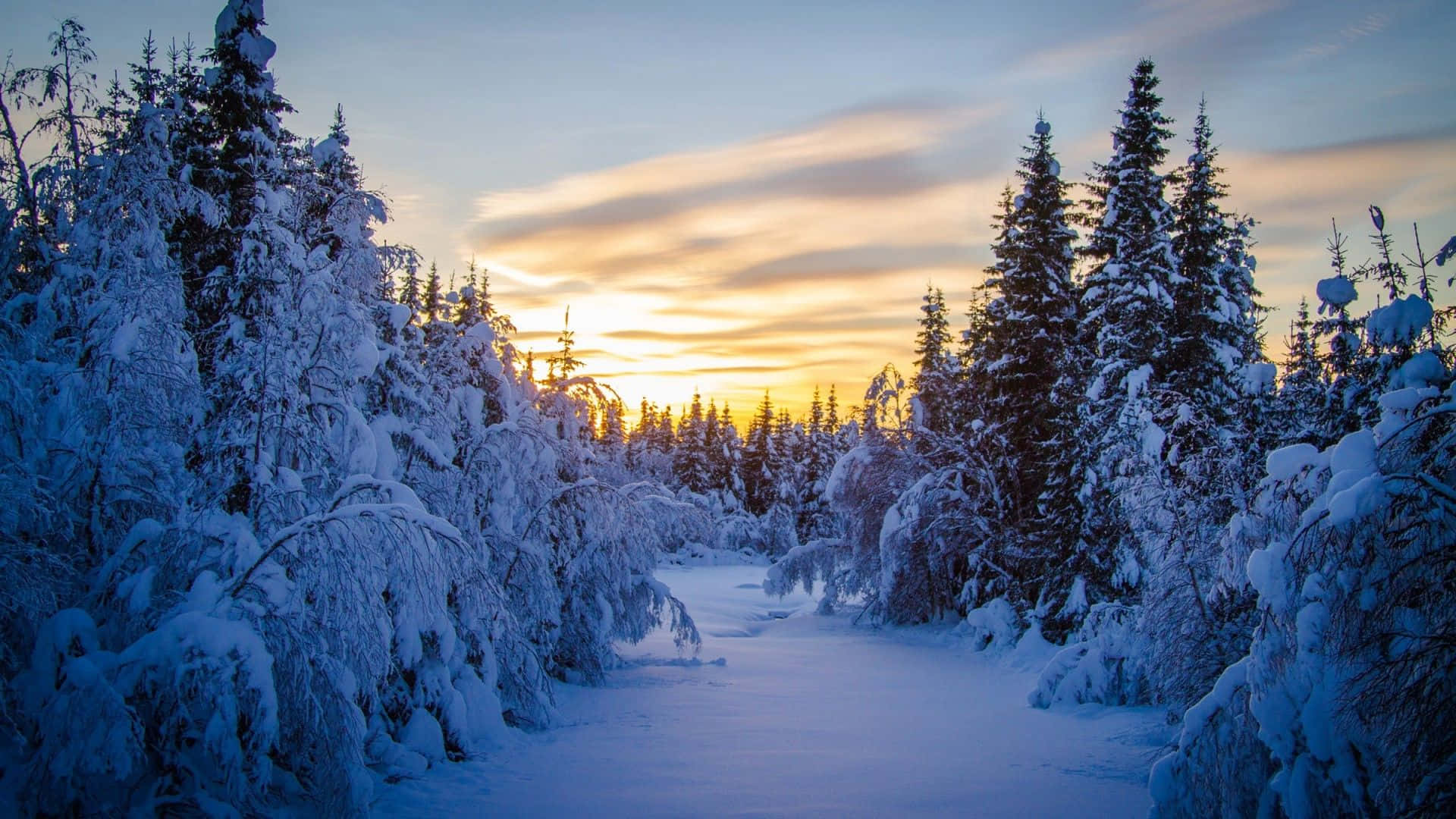 Winter Forest, frozen river, snowy forest, Full HD Desktop Wallpaper