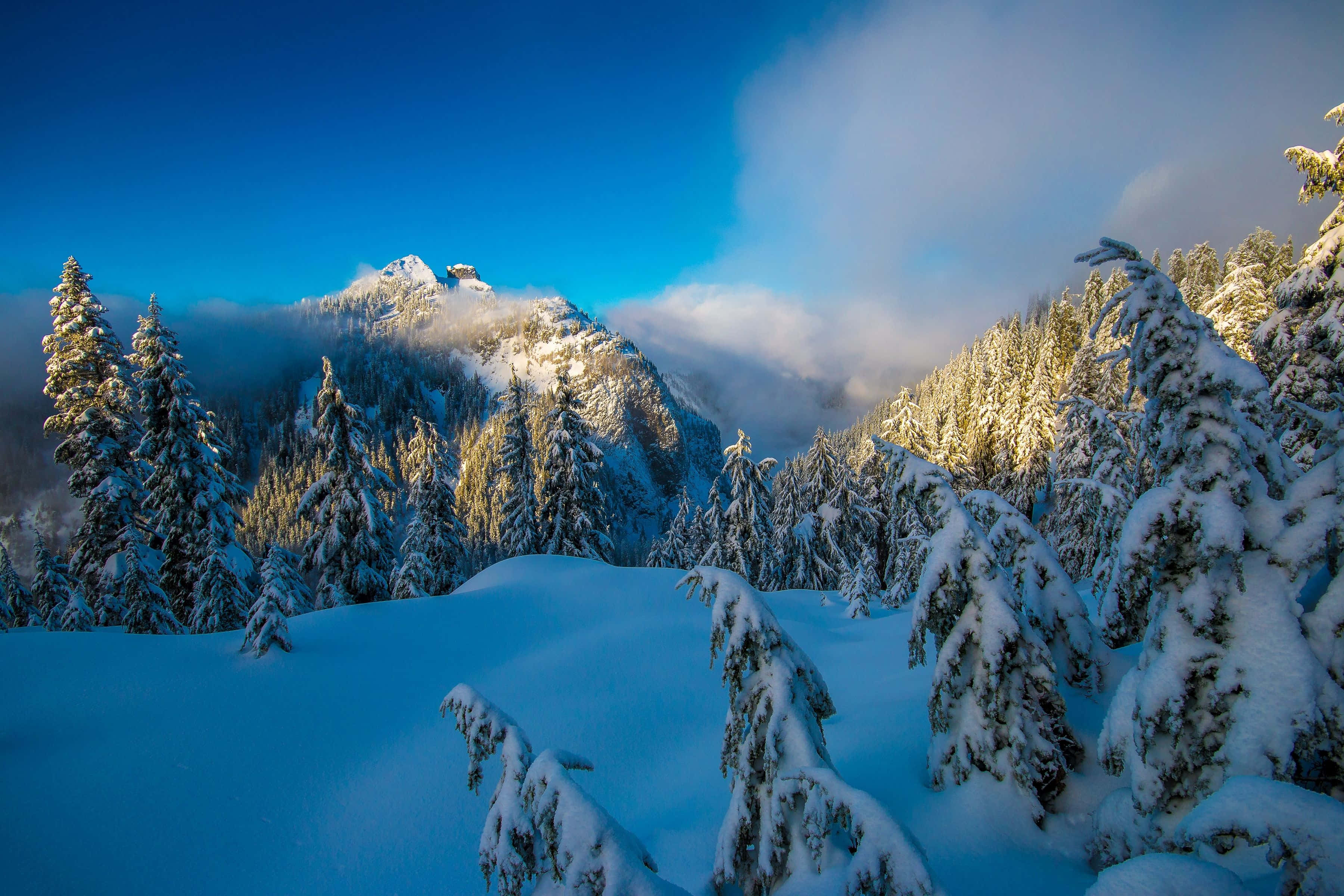 Winter Forest, snow-covered evergreens, mountain peak, 2K Desktop Wallpaper
