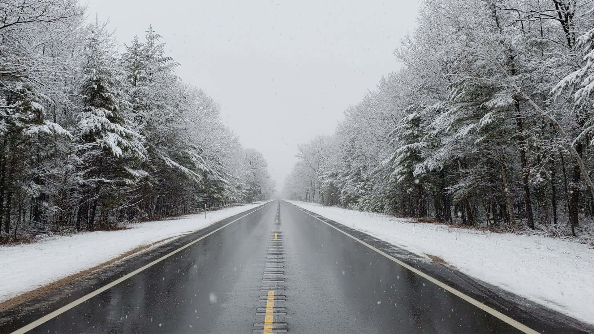 Winter Forest, wet asphalt road, snowy forest, Full HD Desktop Wallpaper