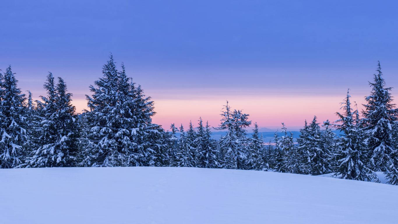 Winter Forest, Sunset, snow, HD Desktop Wallpaper