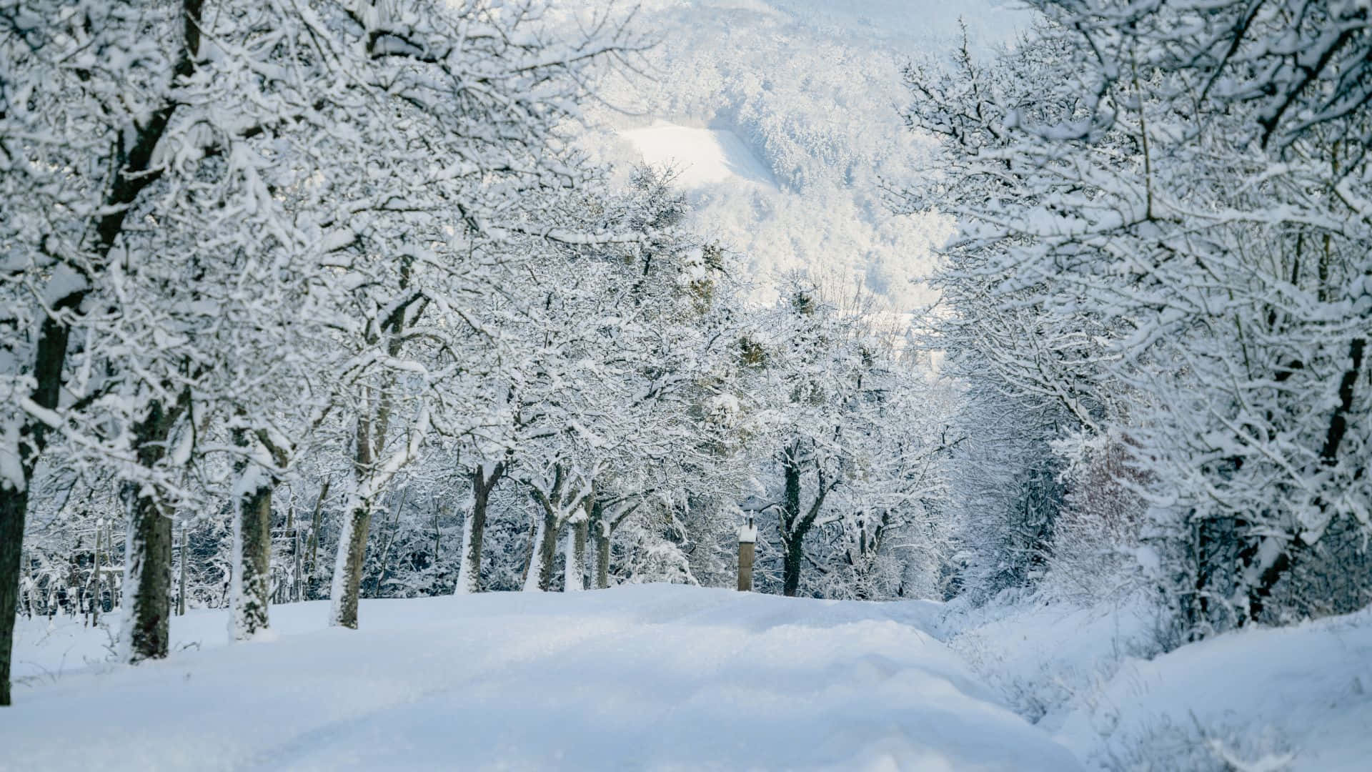 Winter Forest, 1920 x 1080, snow-laden trees, Full HD Desktop Wallpaper