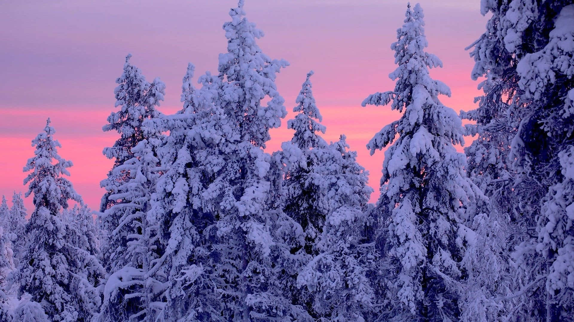 Winter Forest, pine trees, pink and purple winter sunset, Full HD Desktop Wallpaper
