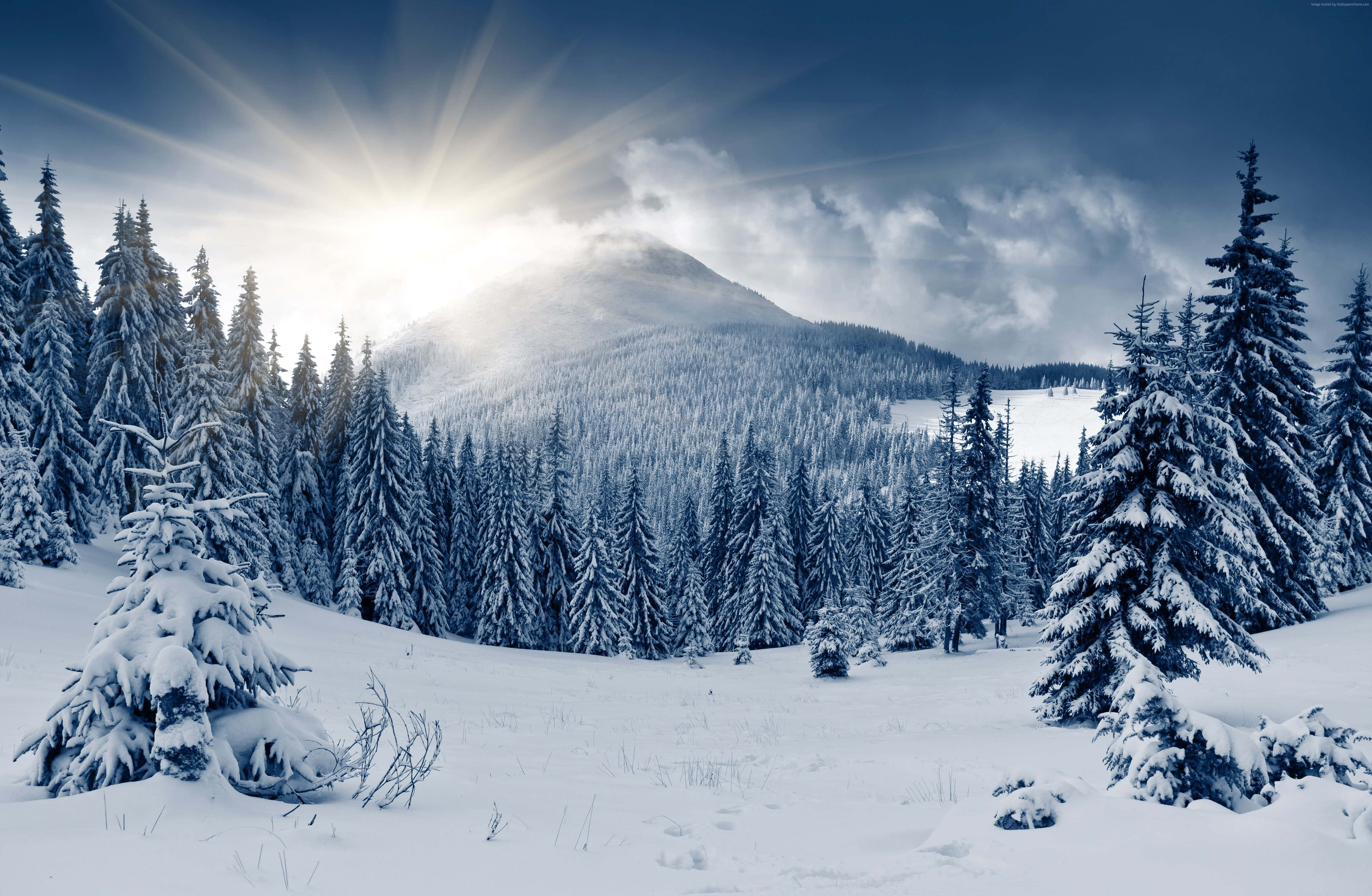 Misty Winter Forest, snow-covered pine forest, mountain ridge, 5K Desktop Wallpaper