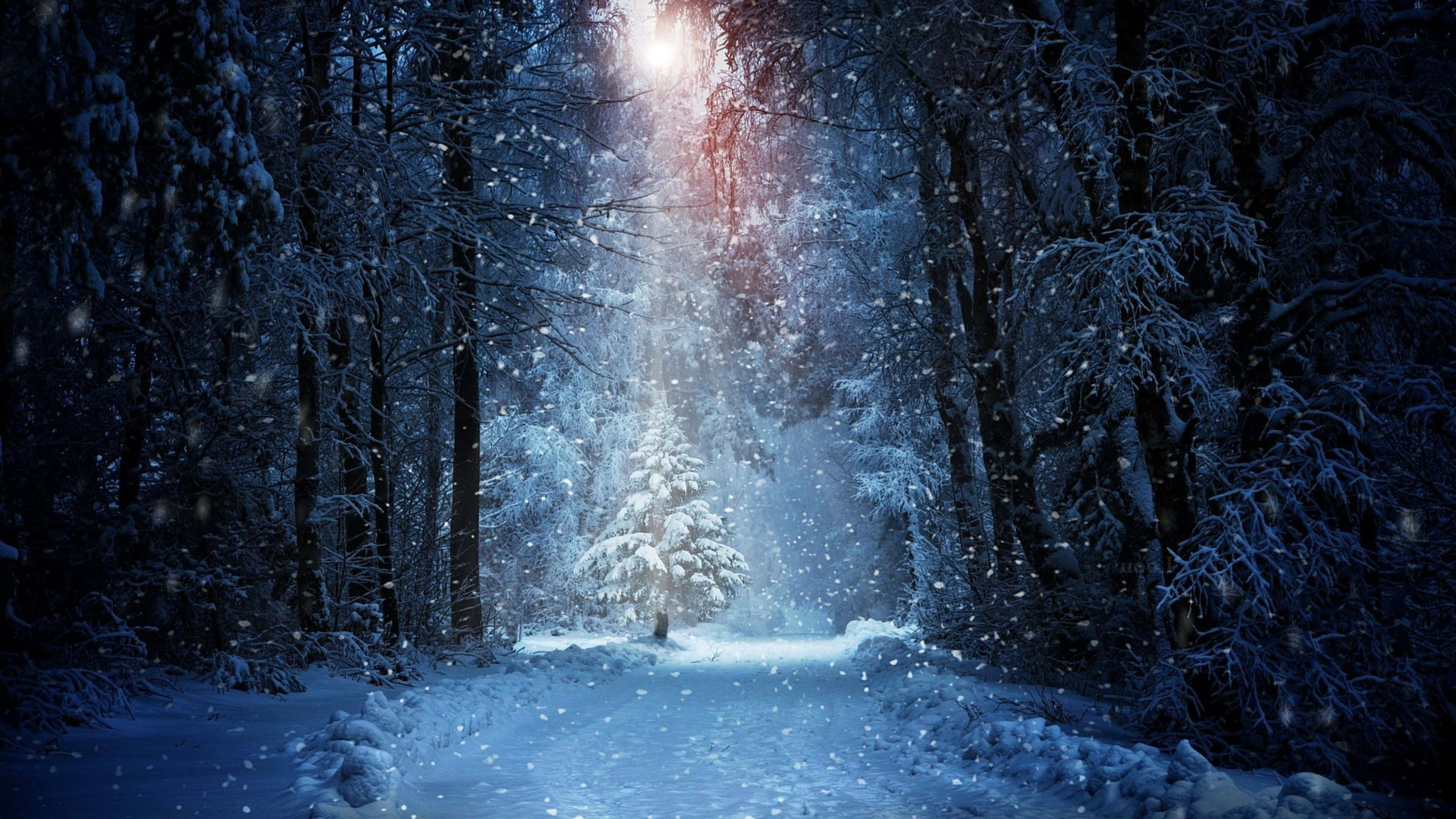 Winter Forest, snowy forest path, radiant beam of light, 4K Desktop Wallpaper