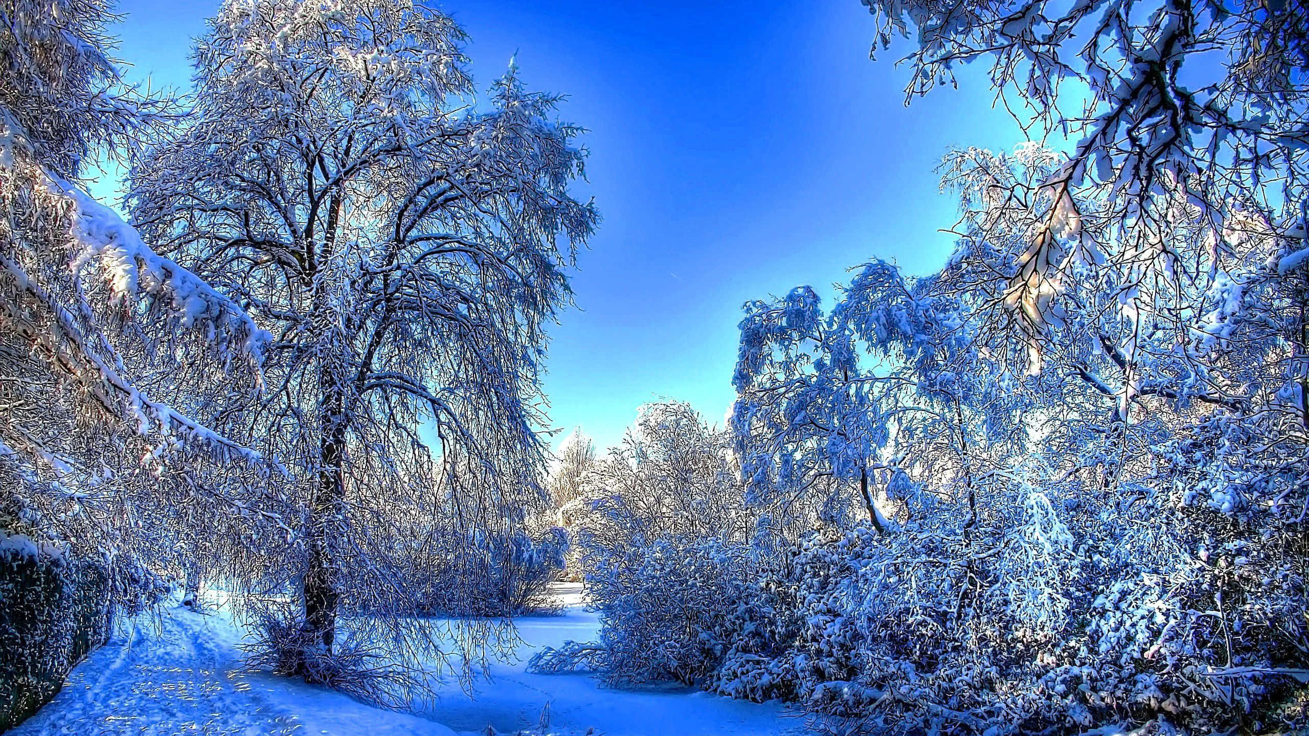 Winter Forest, snow, frost-covered trees, 2K Desktop Wallpaper