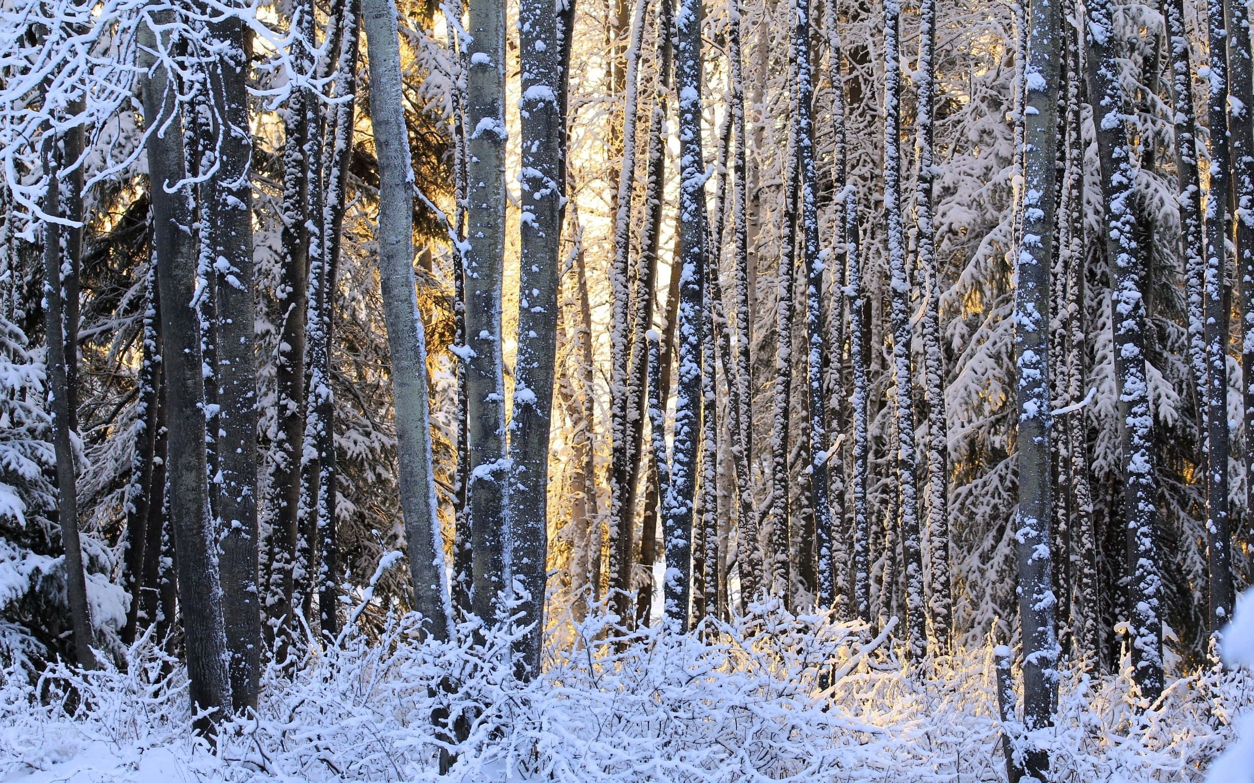 winter forest, snow-laden trees, serene winter forest, 2K Desktop Wallpaper
