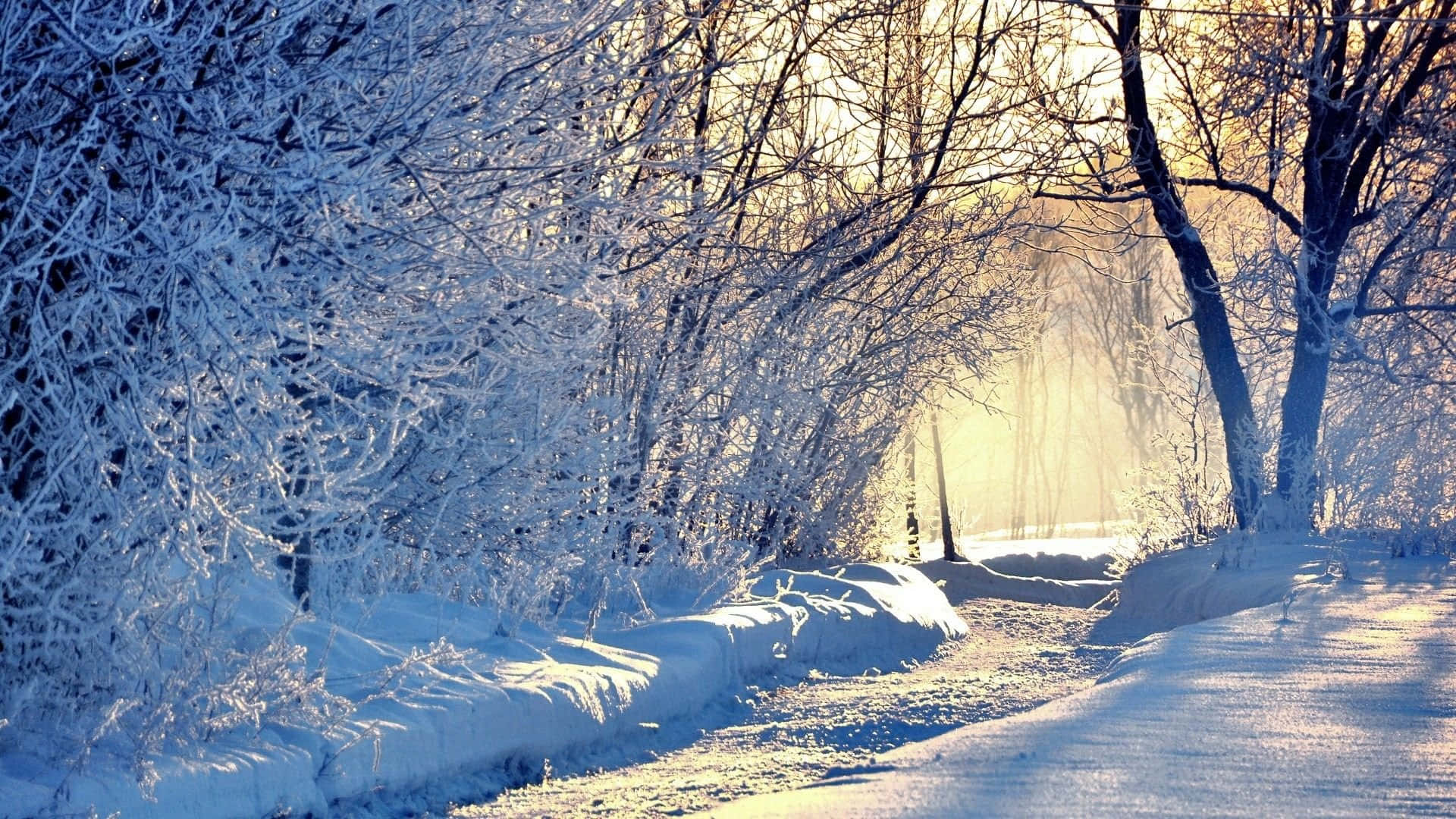 winter forest, snow-covered trees, golden rays, Full HD Desktop Wallpaper
