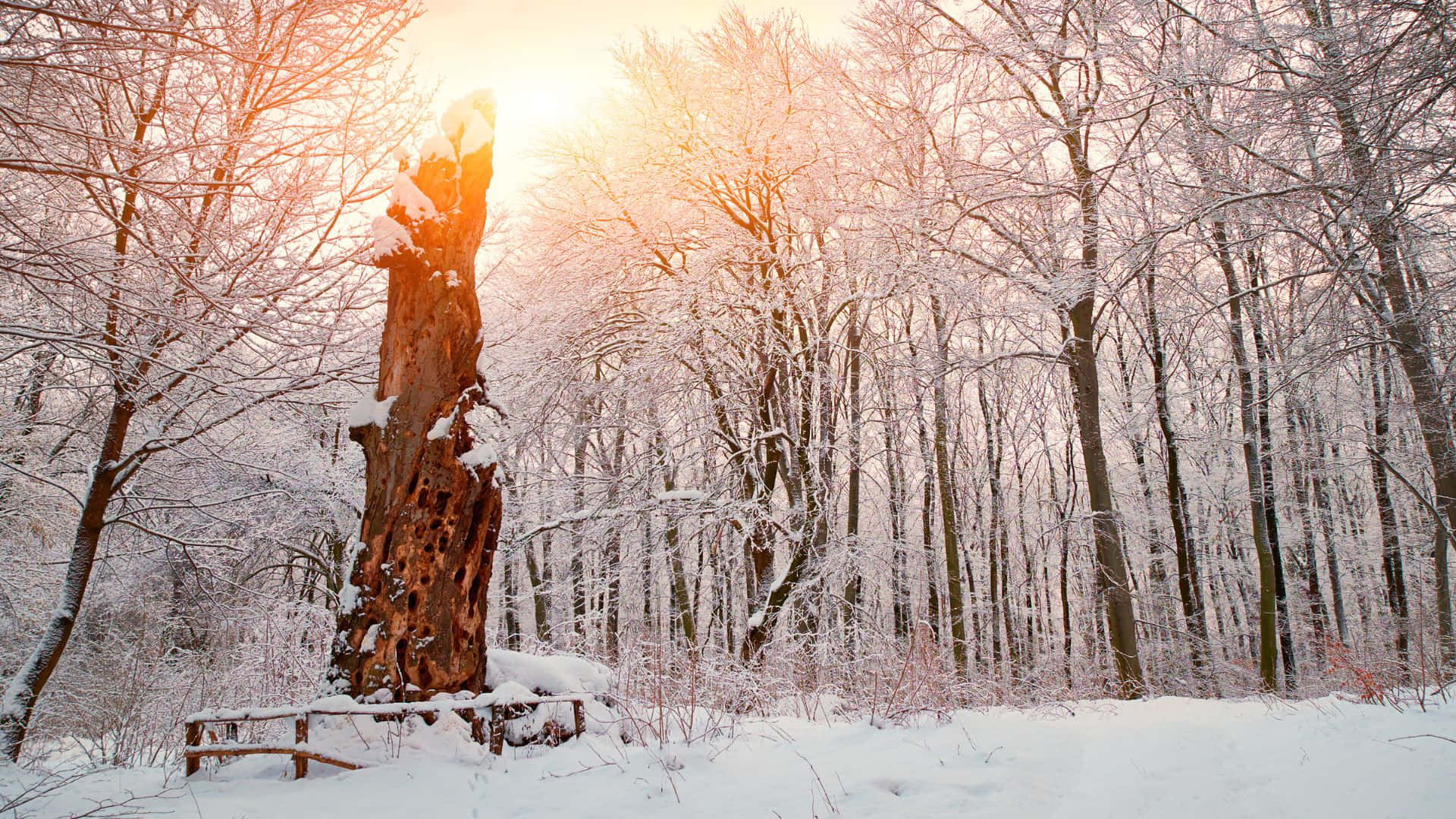 Winter Forest, snow-covered forest, sunrise, Full HD Desktop Wallpaper