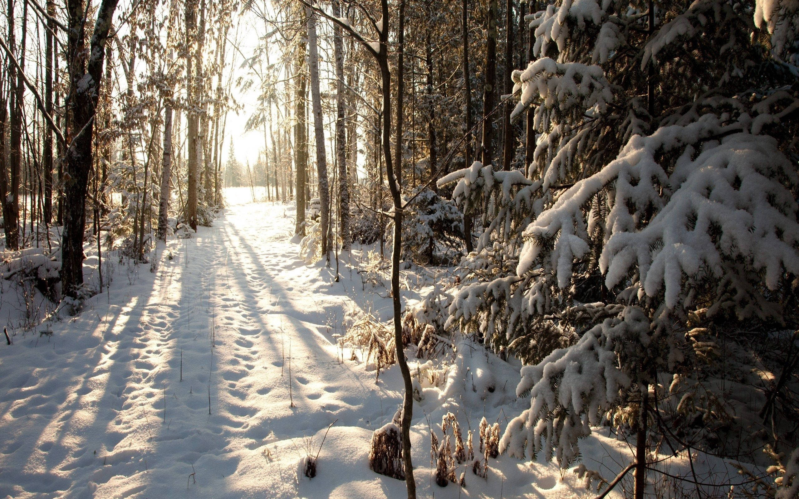 Winter Forest, sunlight, snow-laden trees, 2K Desktop Wallpaper