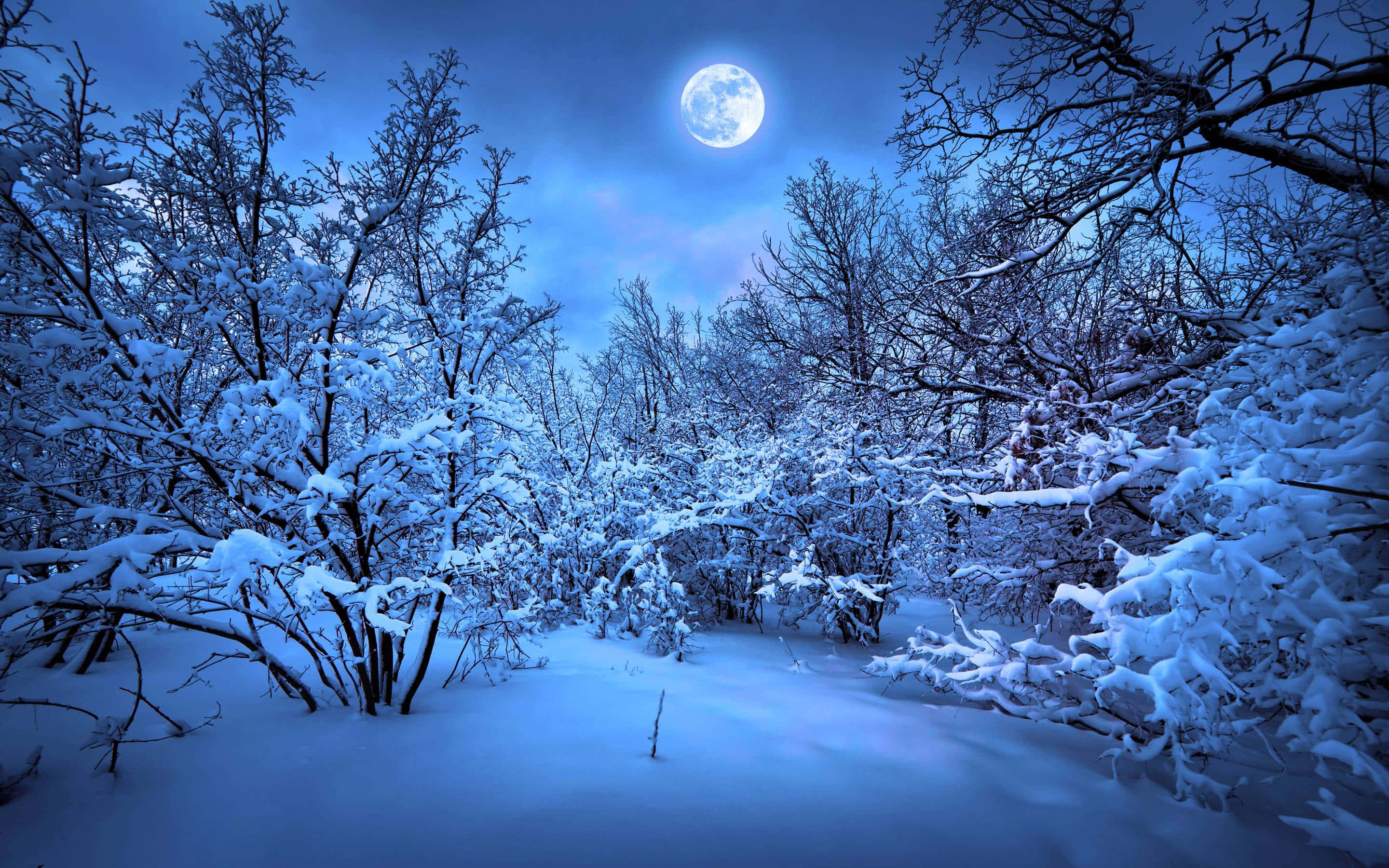Winter Forest, moonlit winter forest, snow-covered branches, 2K Desktop Wallpaper