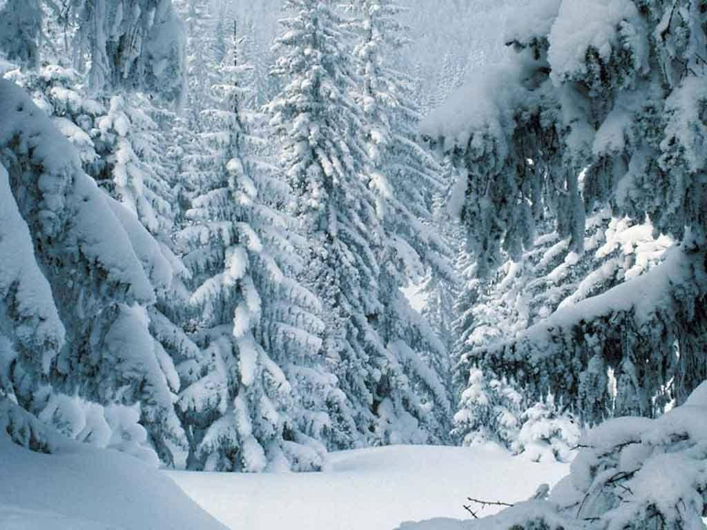pine trees, winter forest, snow-laden evergreen trees, SD Desktop Wallpaper