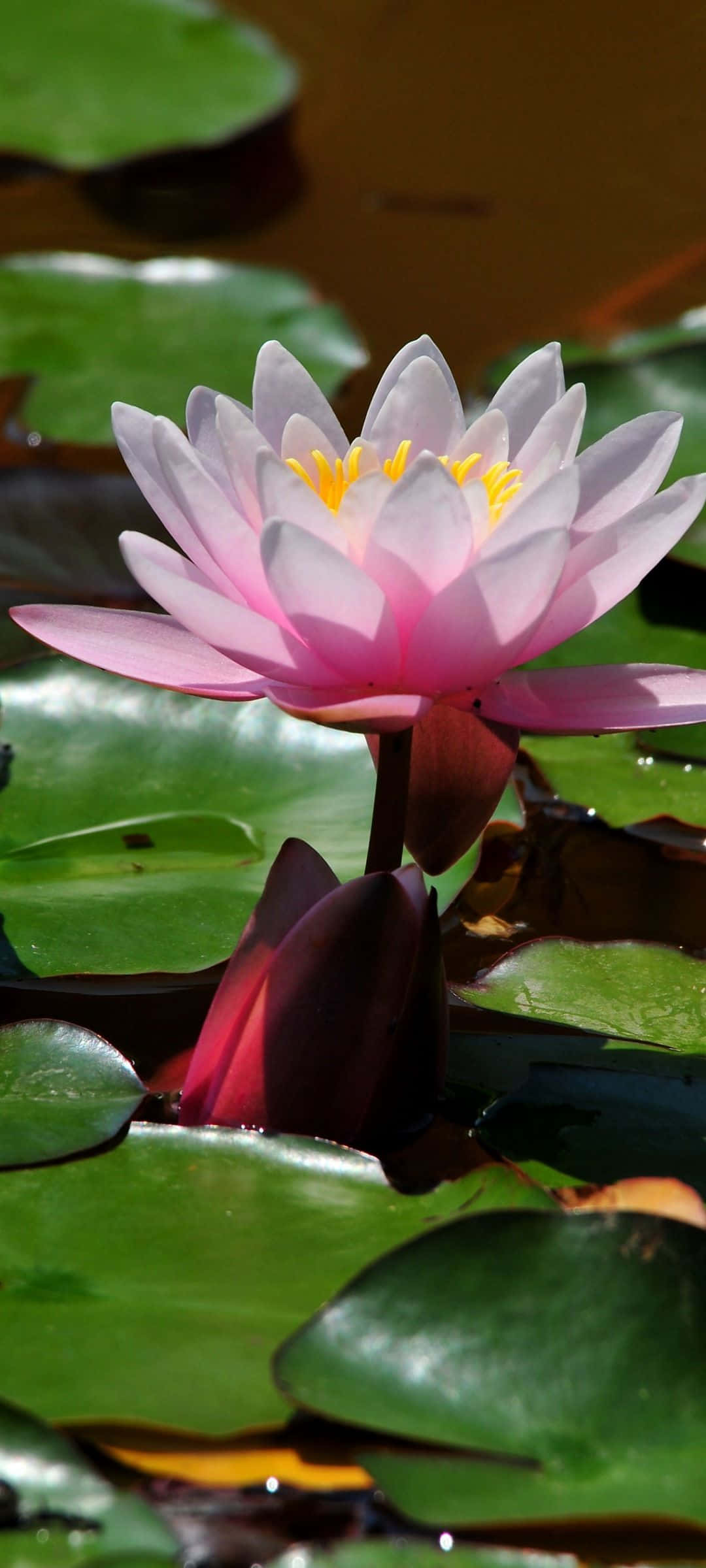 pink water lily, lush green lily pads, calm, sunlit pond water, Full HD Phone Wallpaper