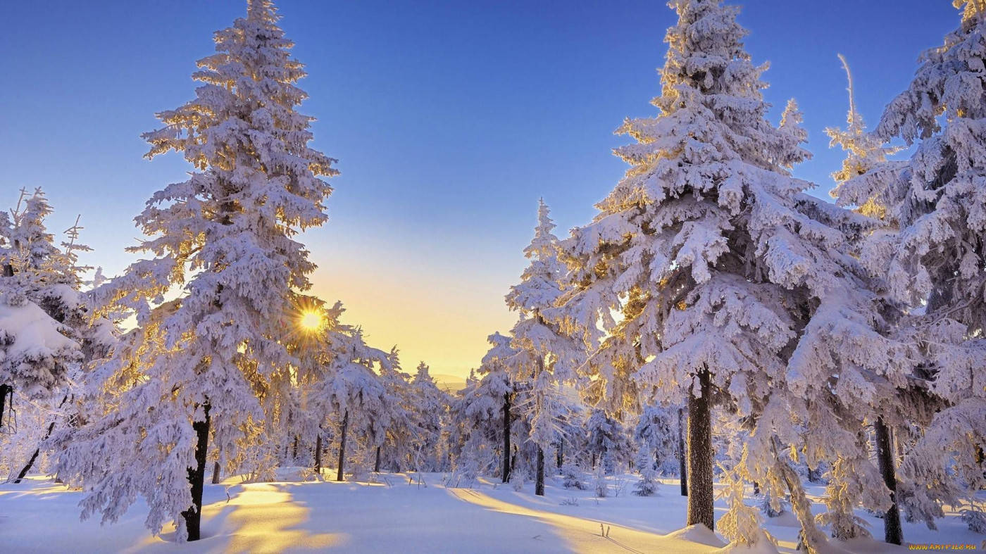 Winter Forest, pine trees, snow-laden, HD Desktop Wallpaper